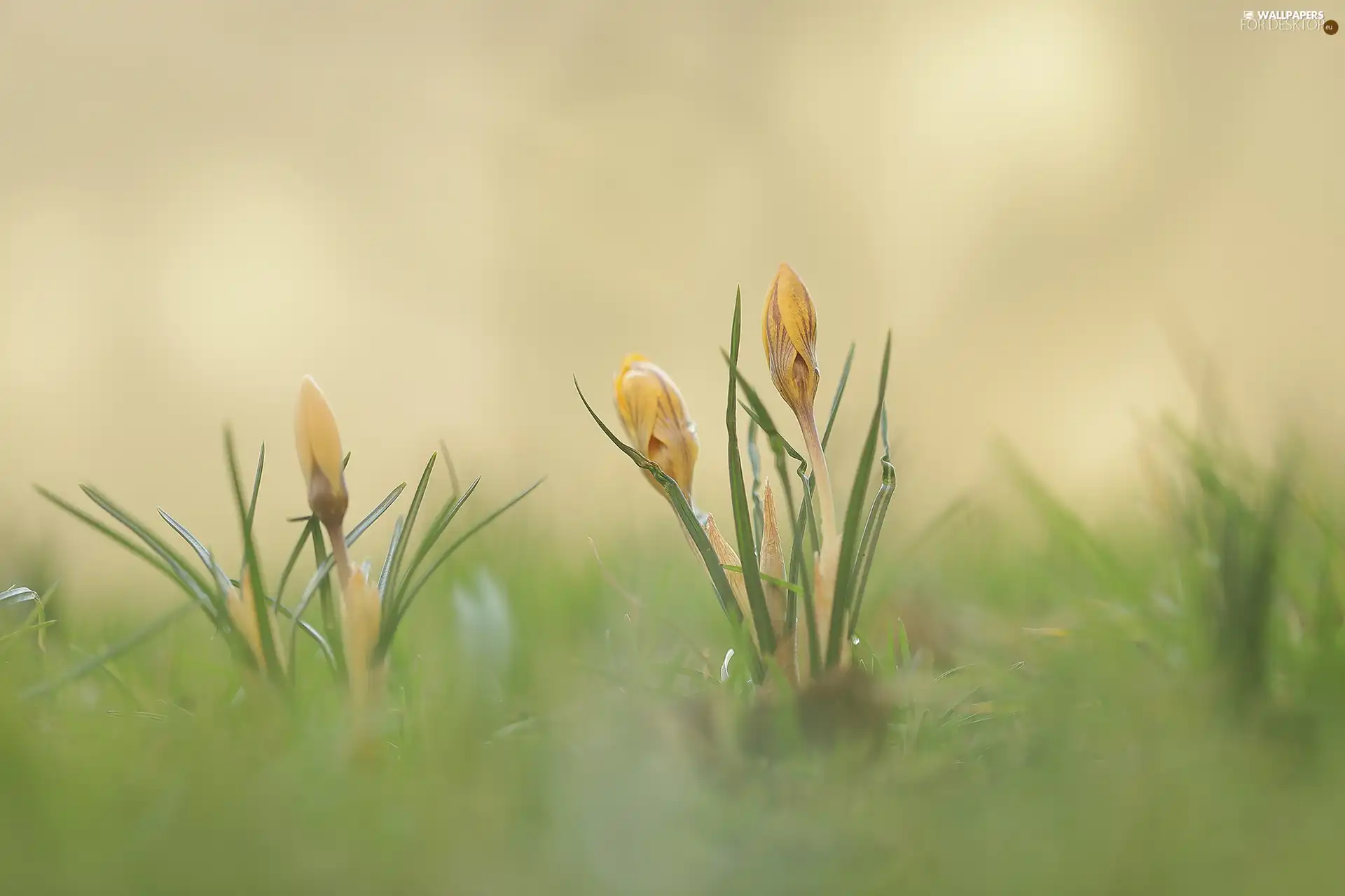 crocuses, Yellow, Buds