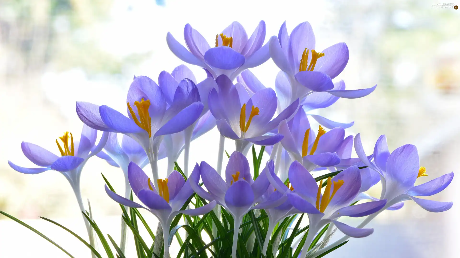 Light Purple, Flowers, crocuses