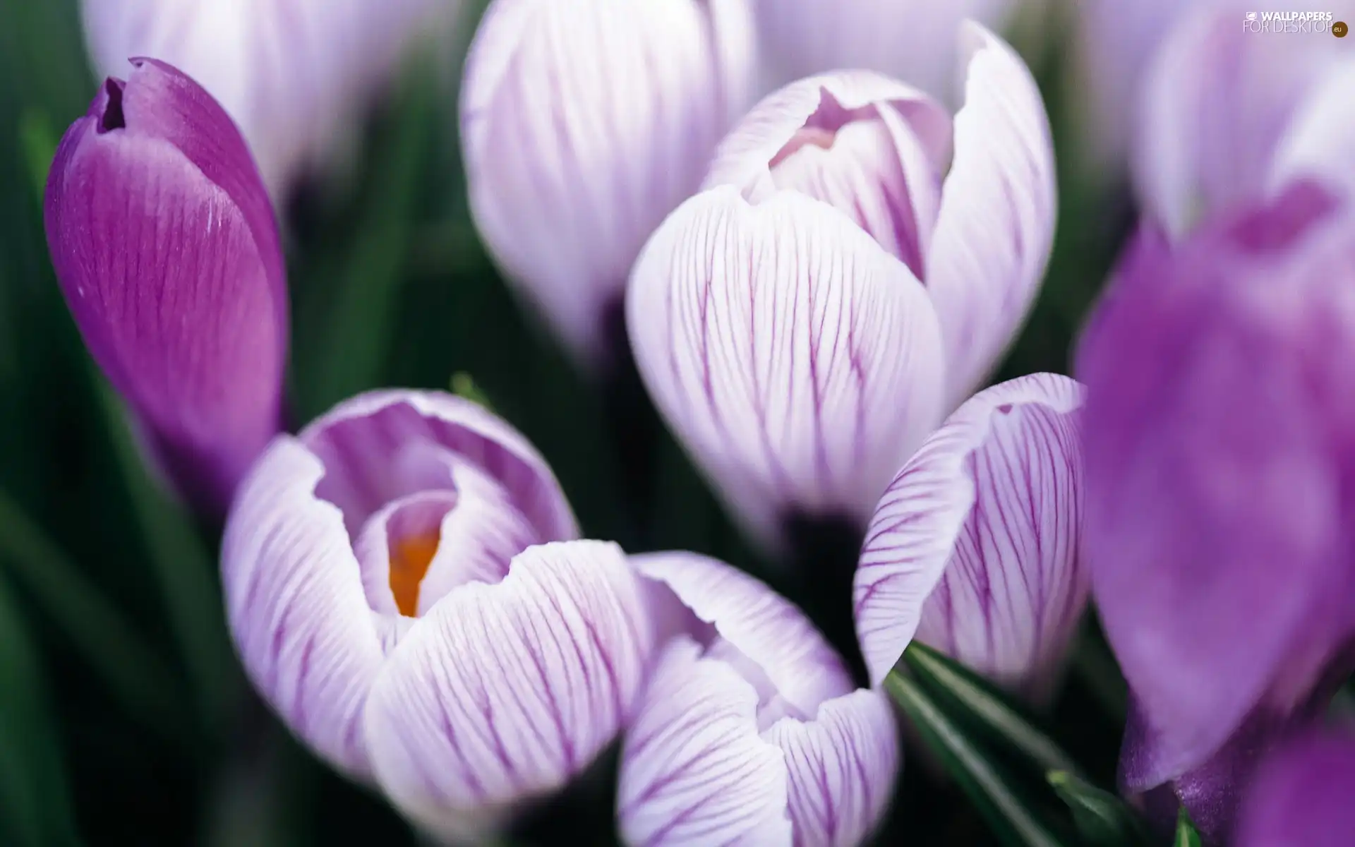 purple, crocuses