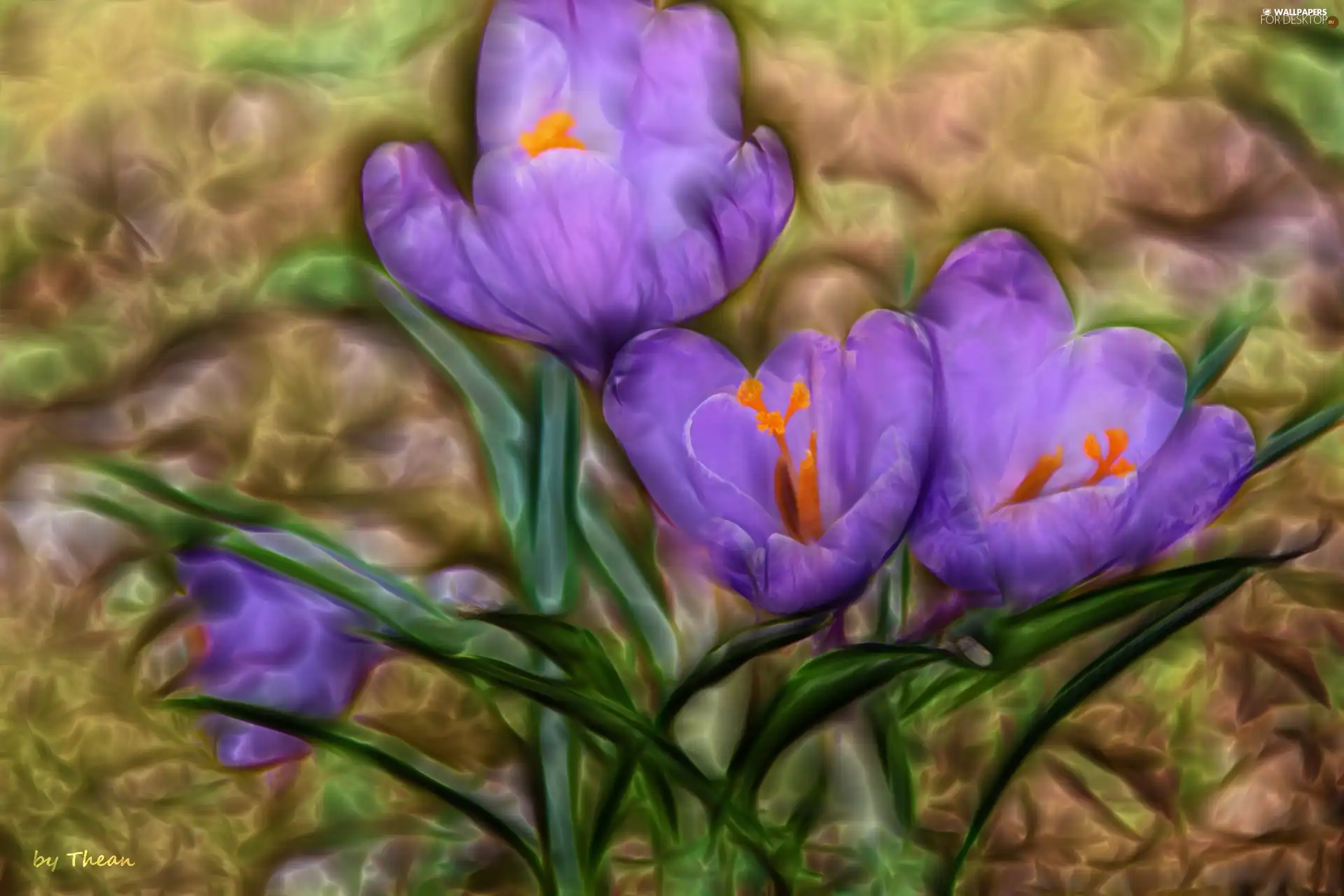 purple, crocuses