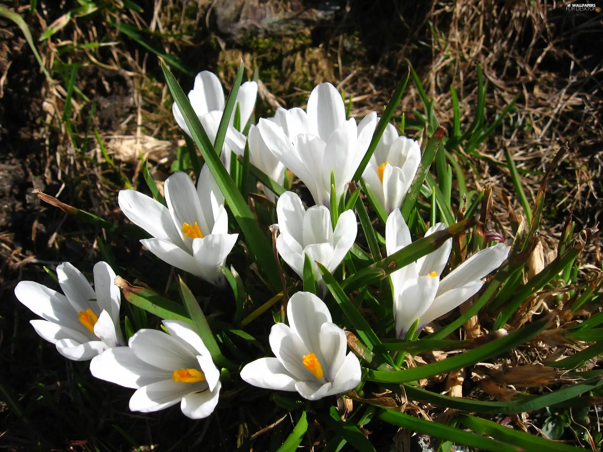 White, crocuses