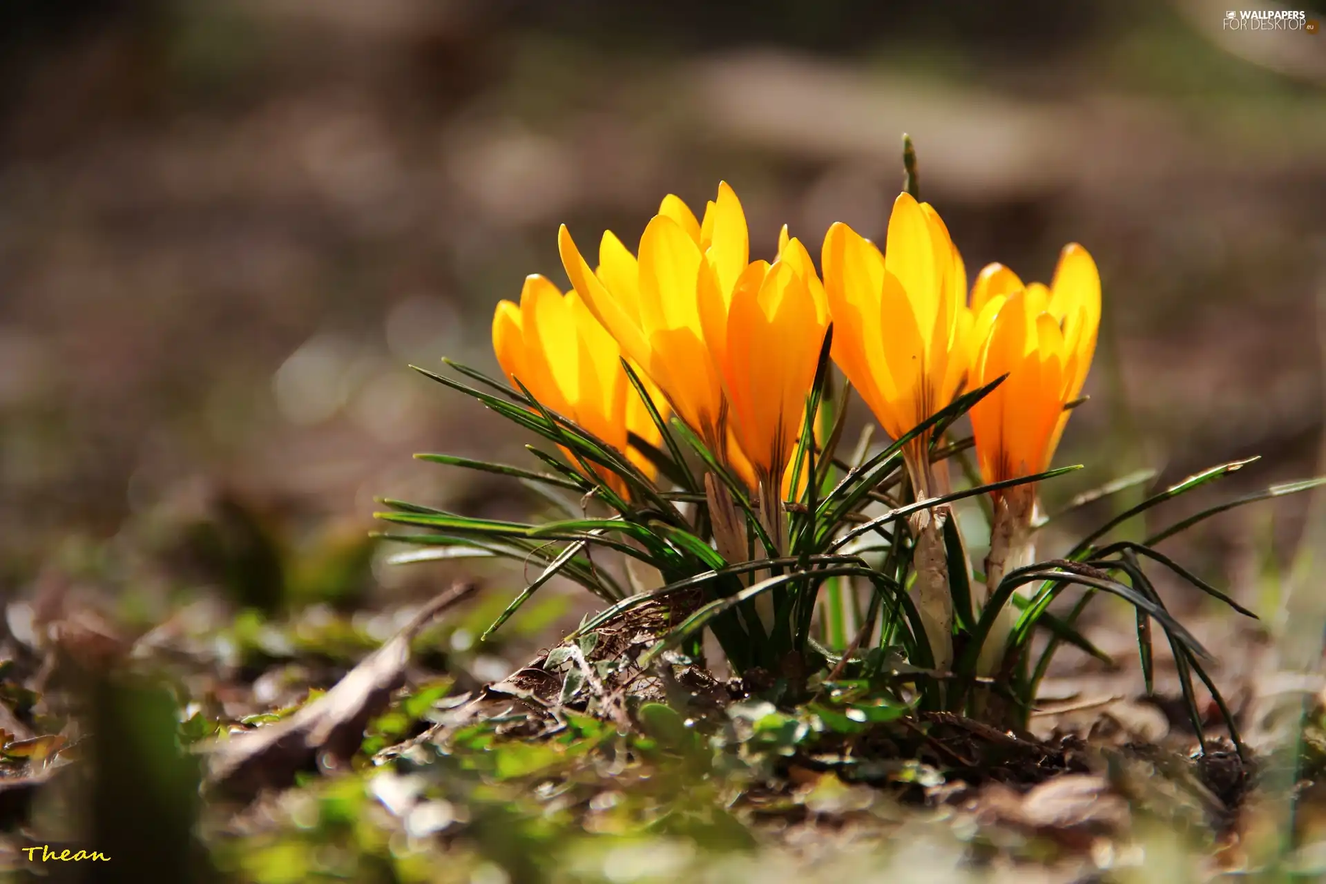 Yellow, crocuses