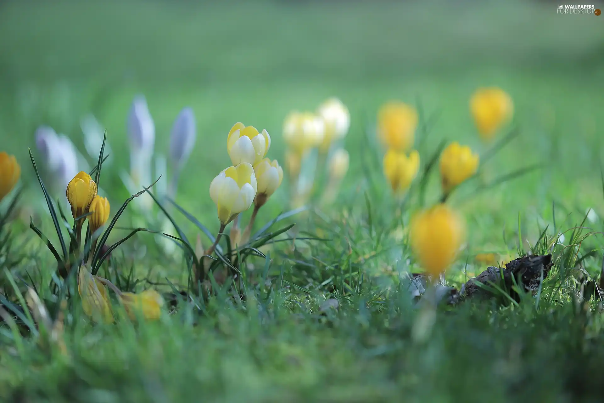 Yellow, Buds, Flowers, crocuses
