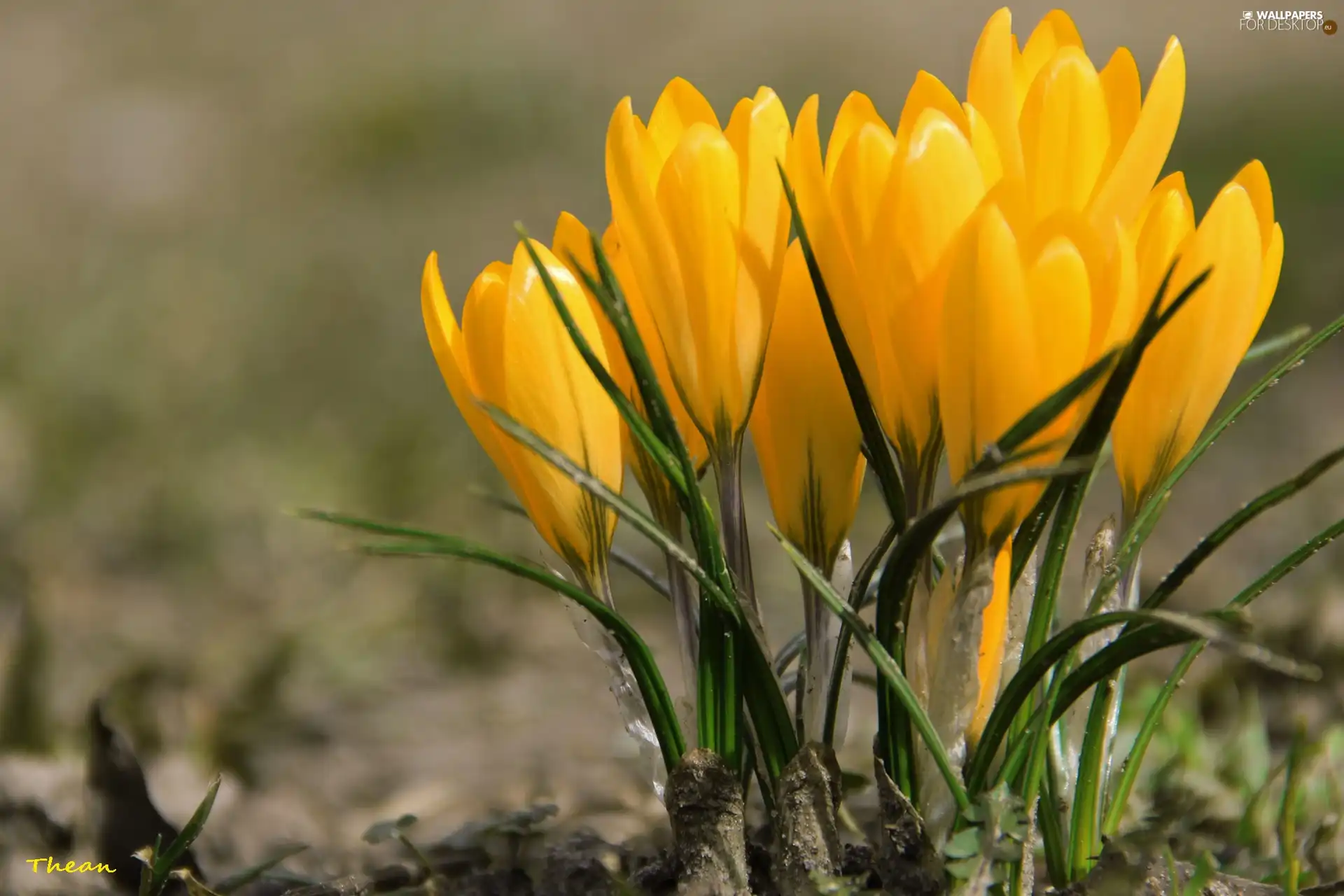 Yellow, crocuses