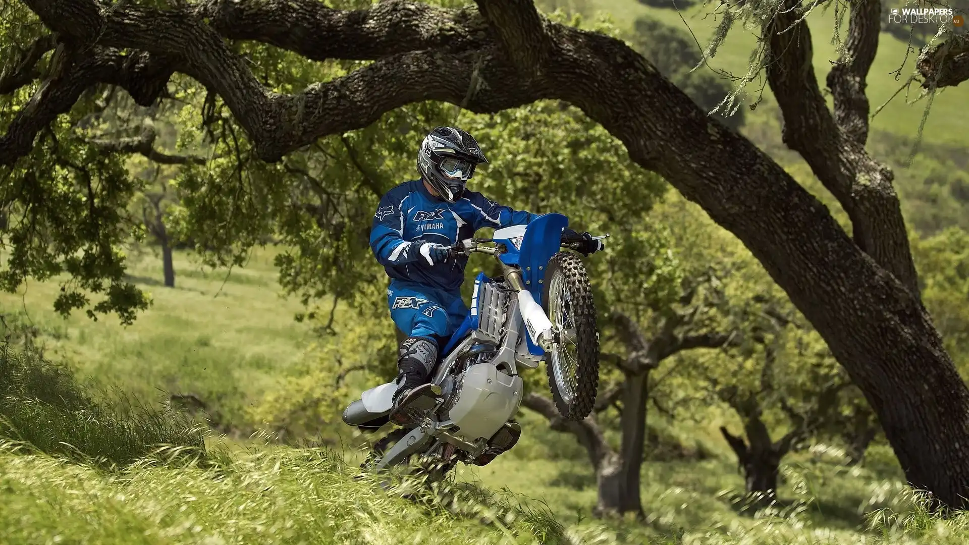 Cross, Motorcyclist, viewes, grass, trees