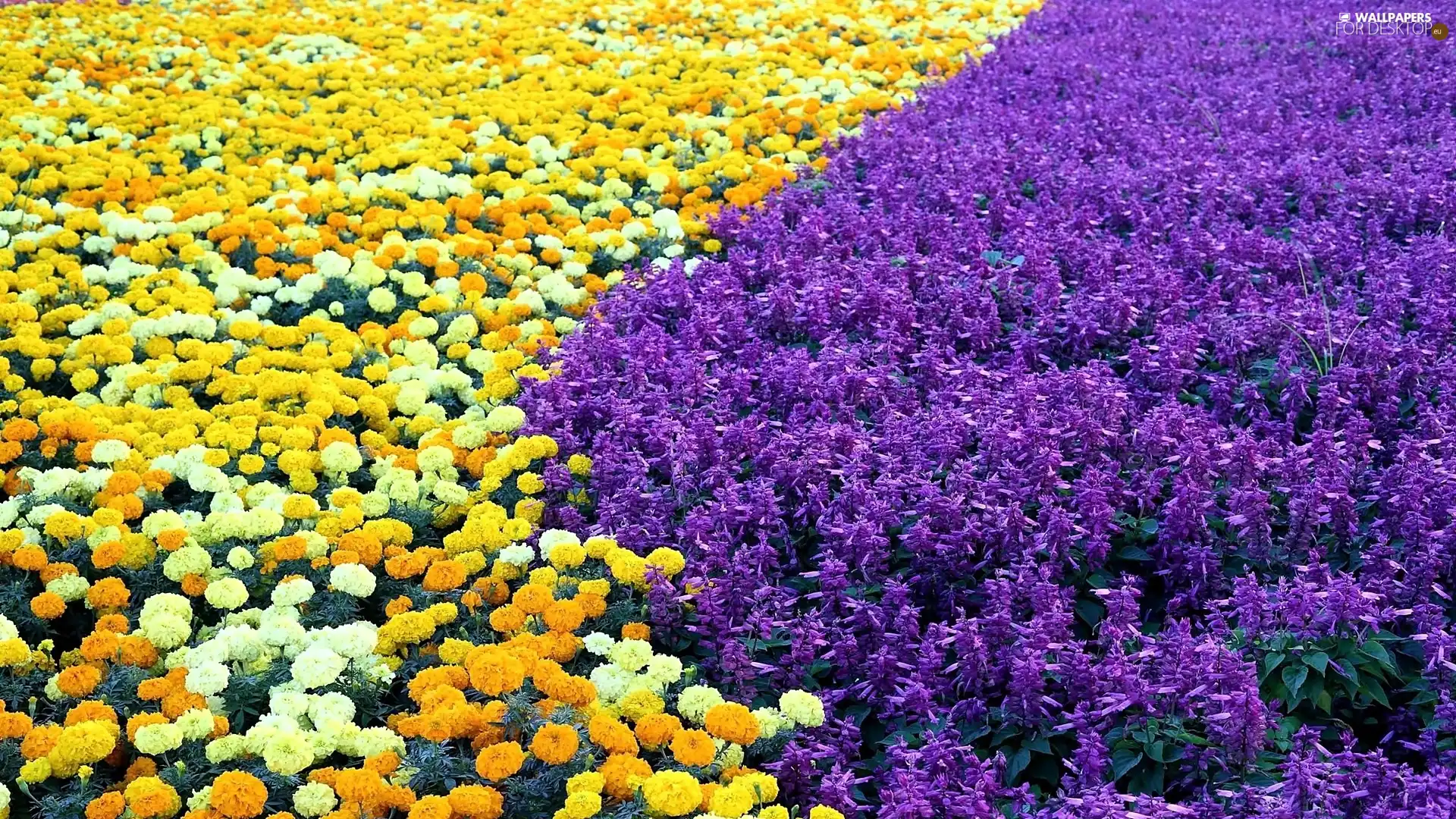 Field, Sage, cultivation, Tagetes