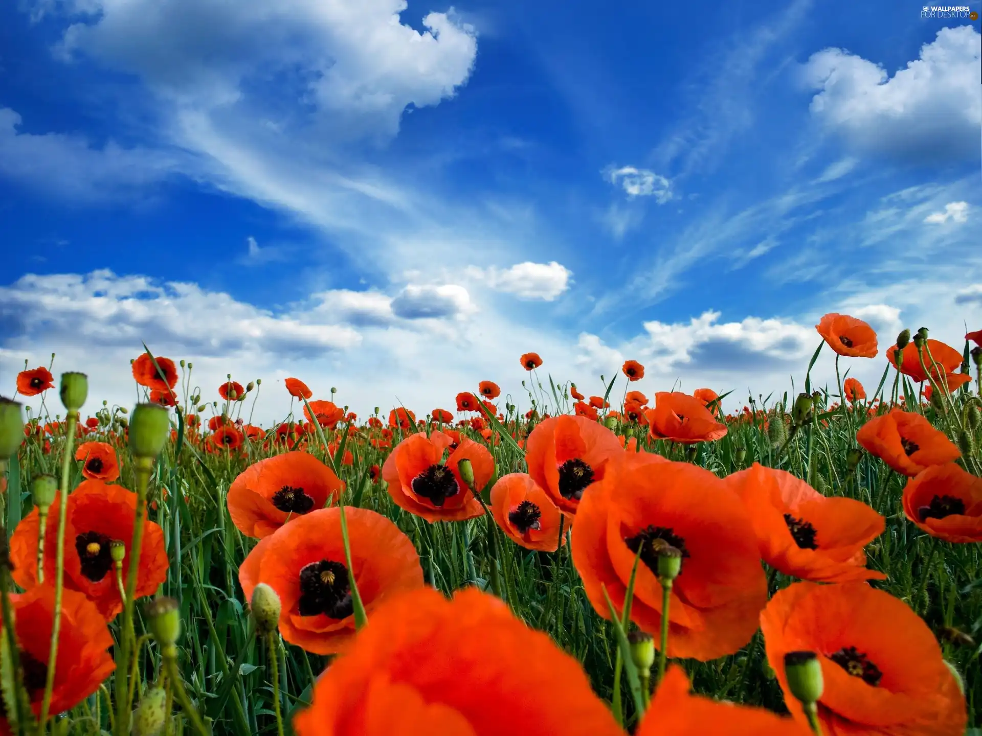 cultivation, papavers, Sky