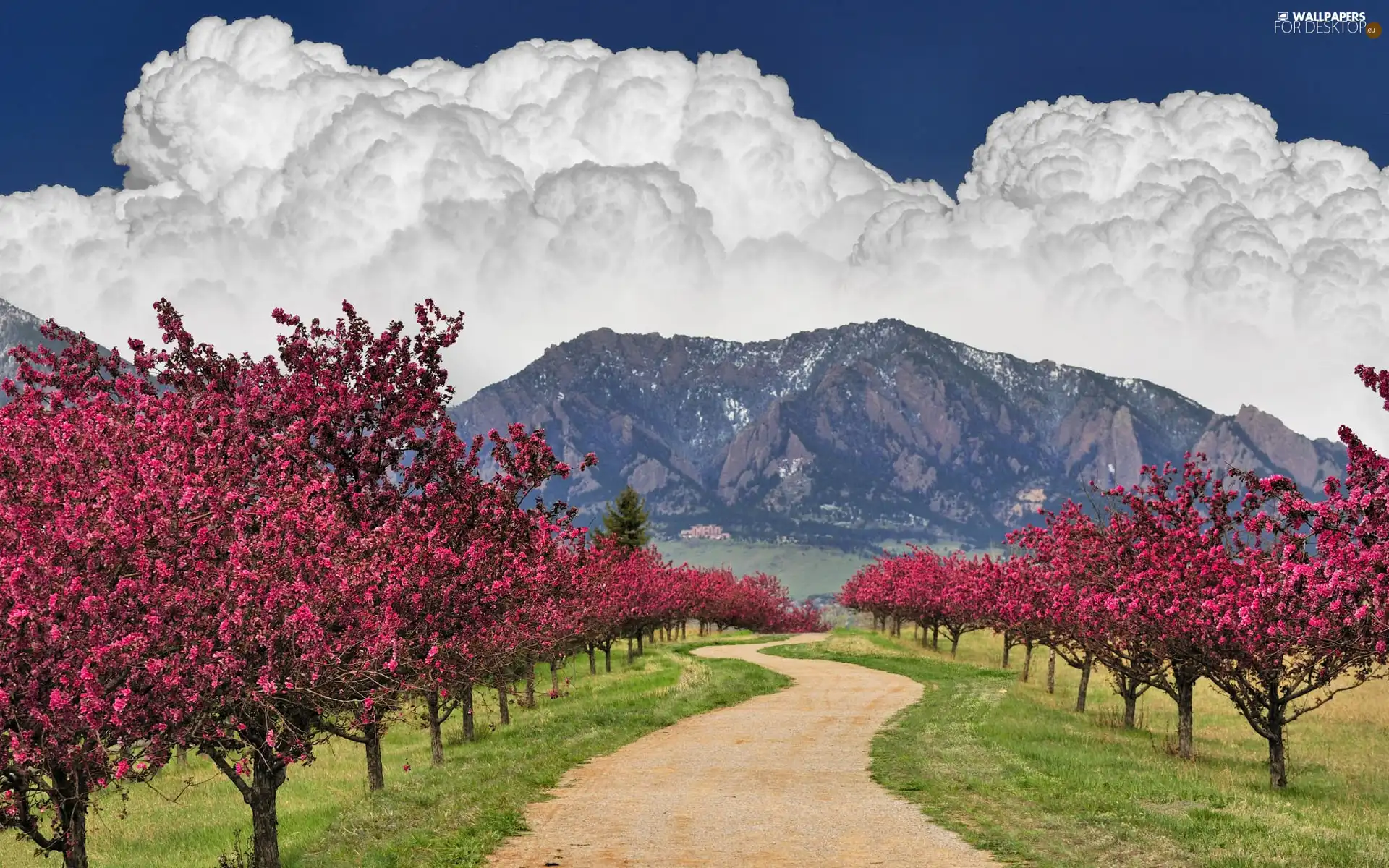 Cumulus, clouds, flourishing, cherries, Mountains