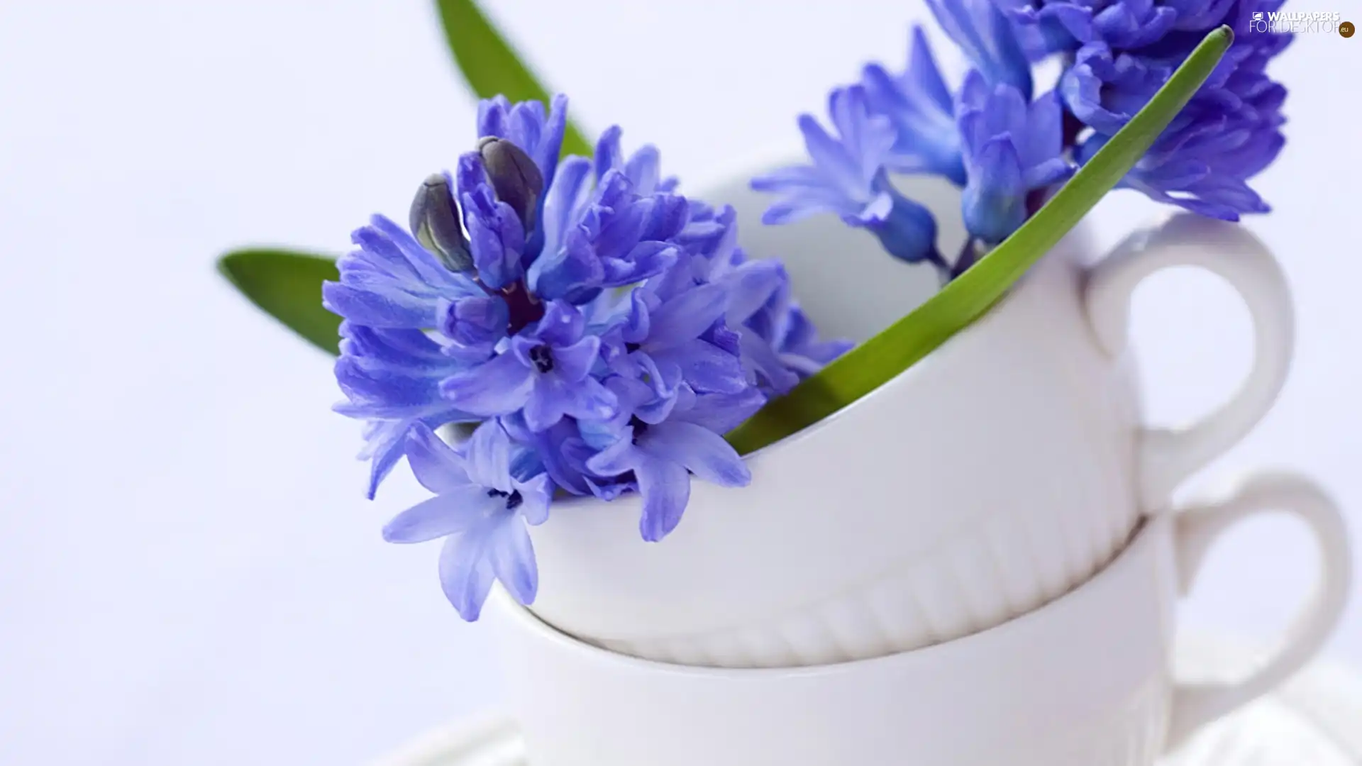 cups, Hyacinths, Two