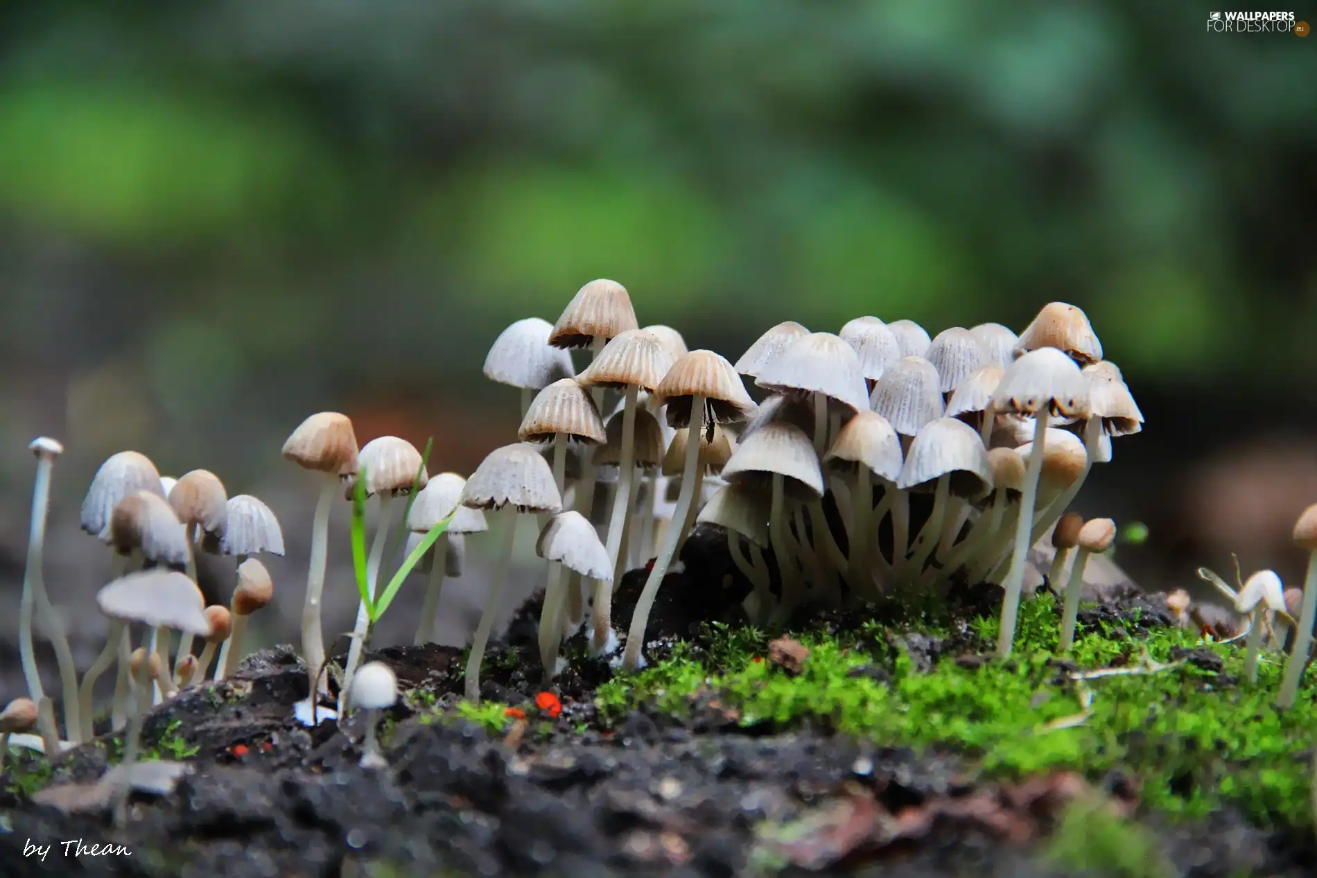 Cuttings, mushroom, hats