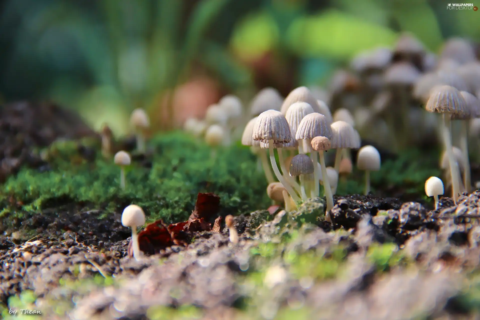tiny, hats, Cuttings, mushroom