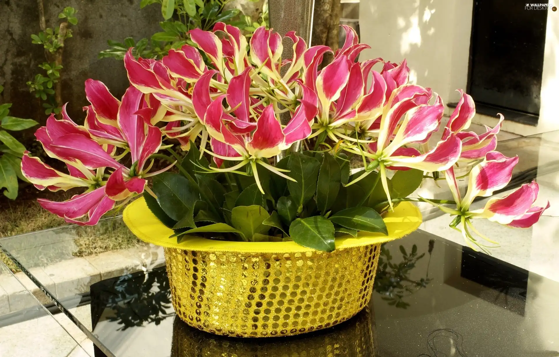 Pink, Golden, cylinder, orchids