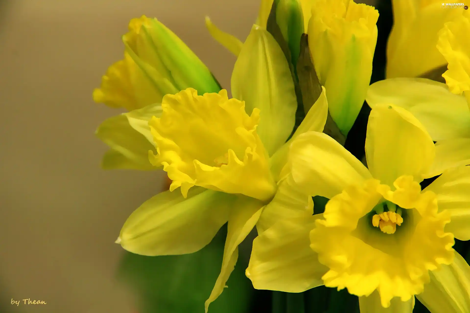 Daffodils, Yellow, Flowers