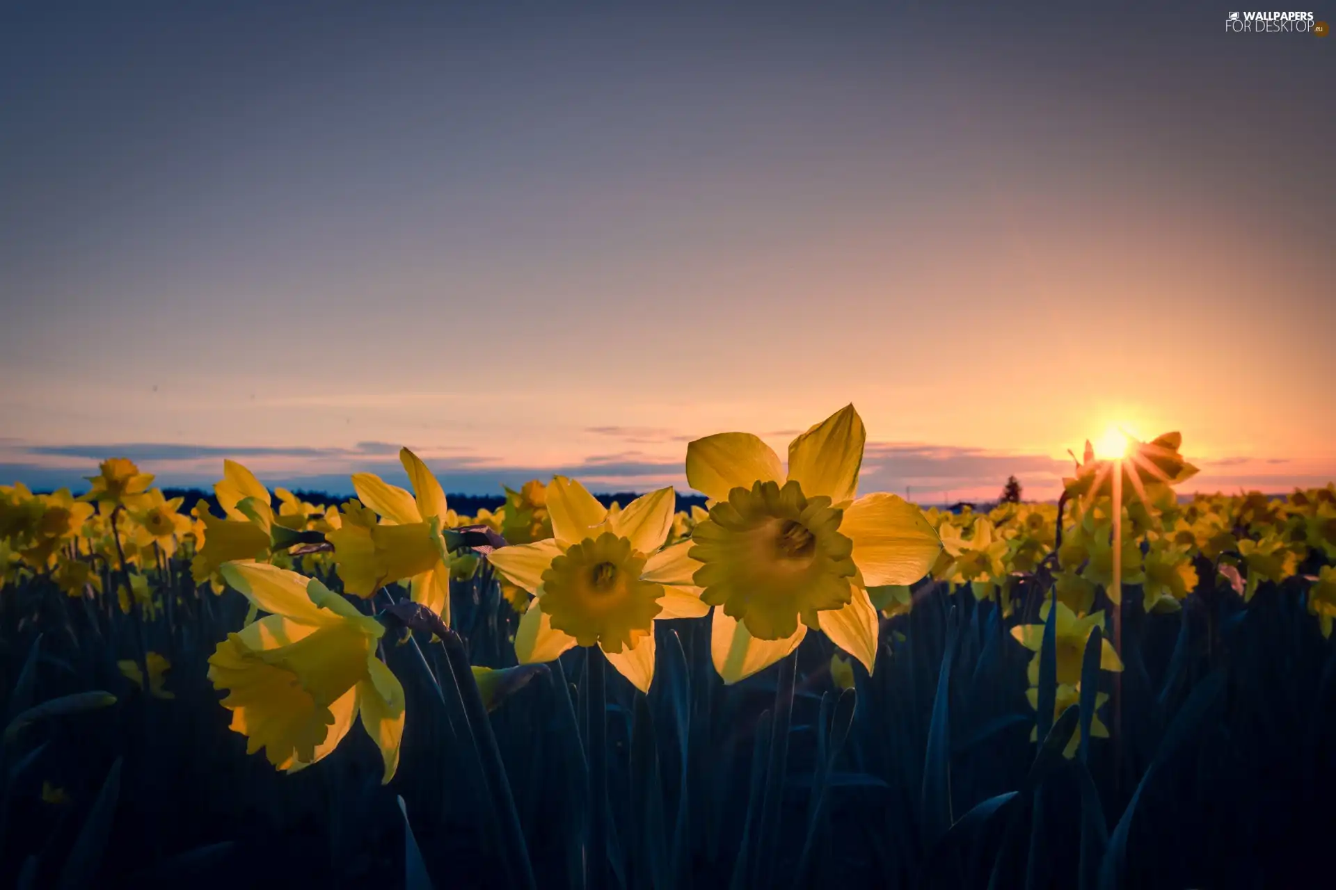 Daffodils, west, sun