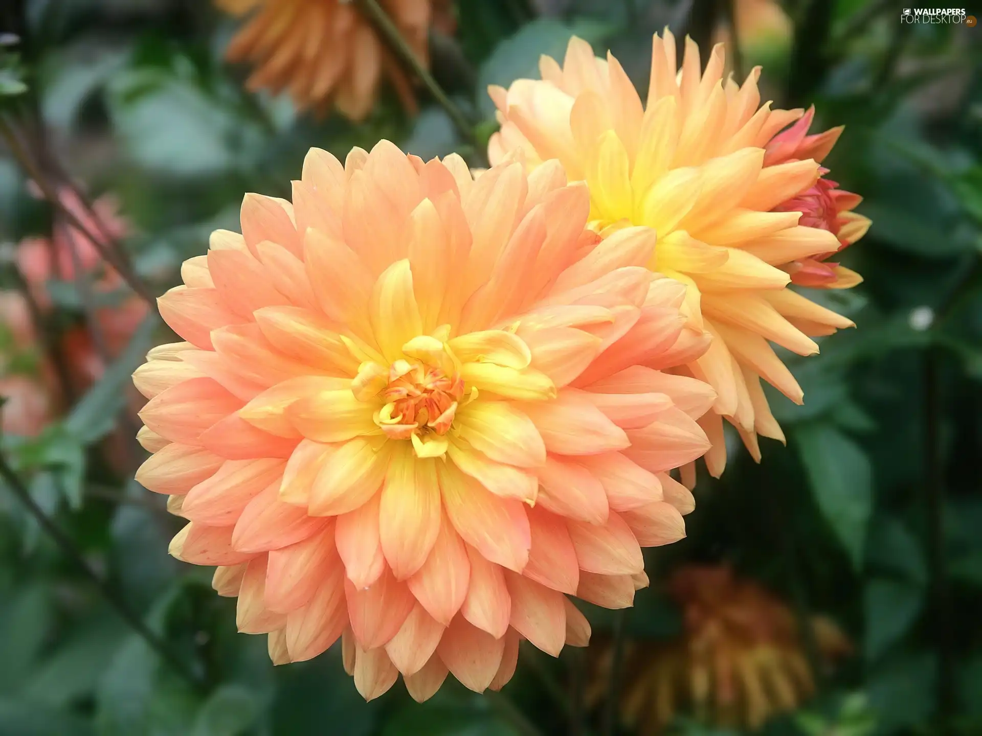 developed, dahlias