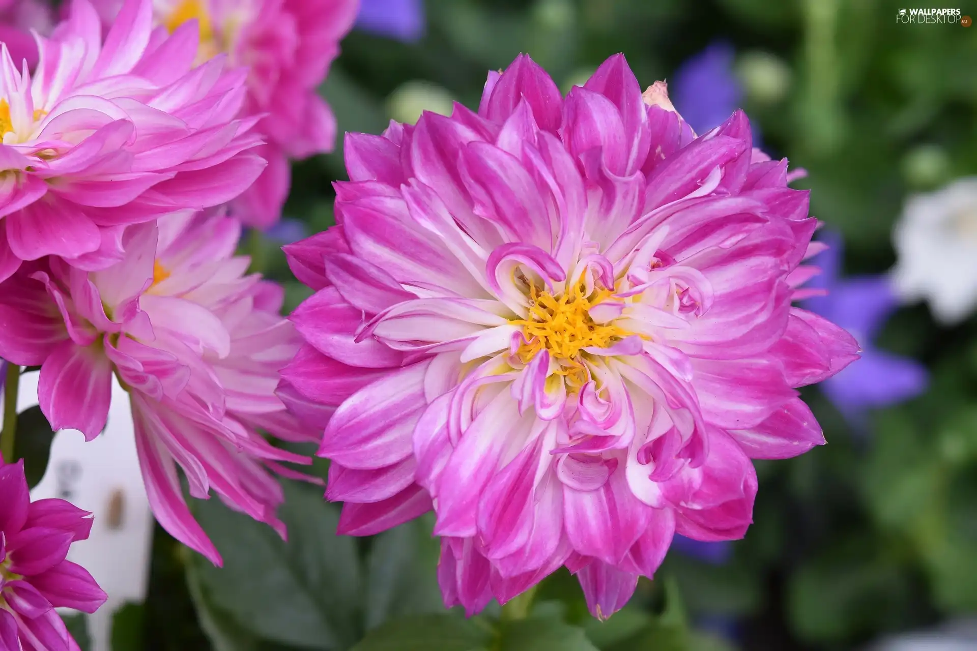 dahlias, Pink, Flowers