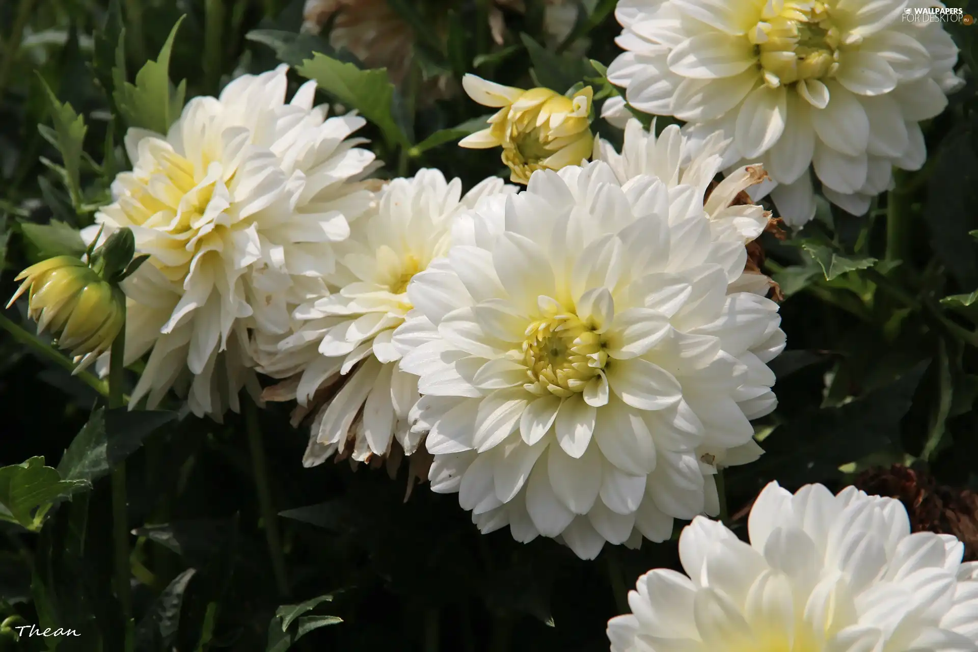 White, dahlias