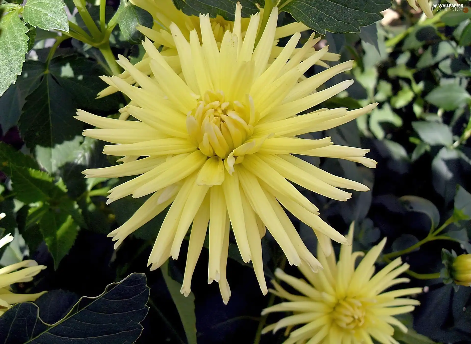 Yellow, dahlias