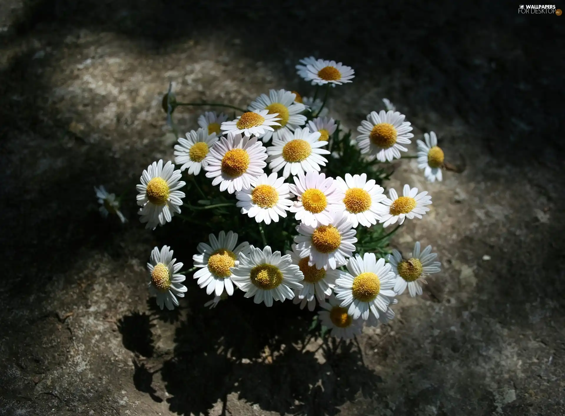 Chamomile Common