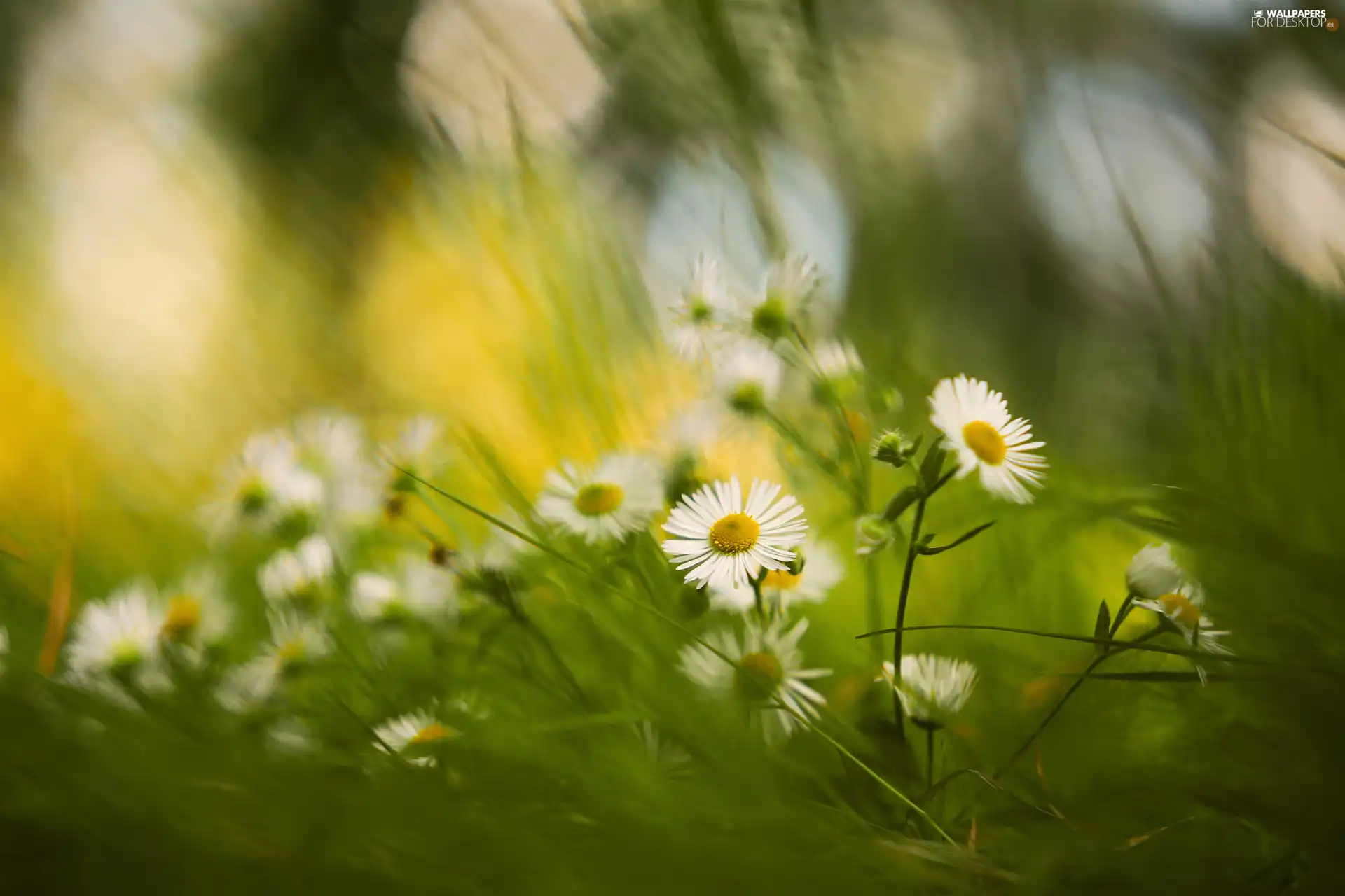 Flowers, grass, rapprochement, daisies