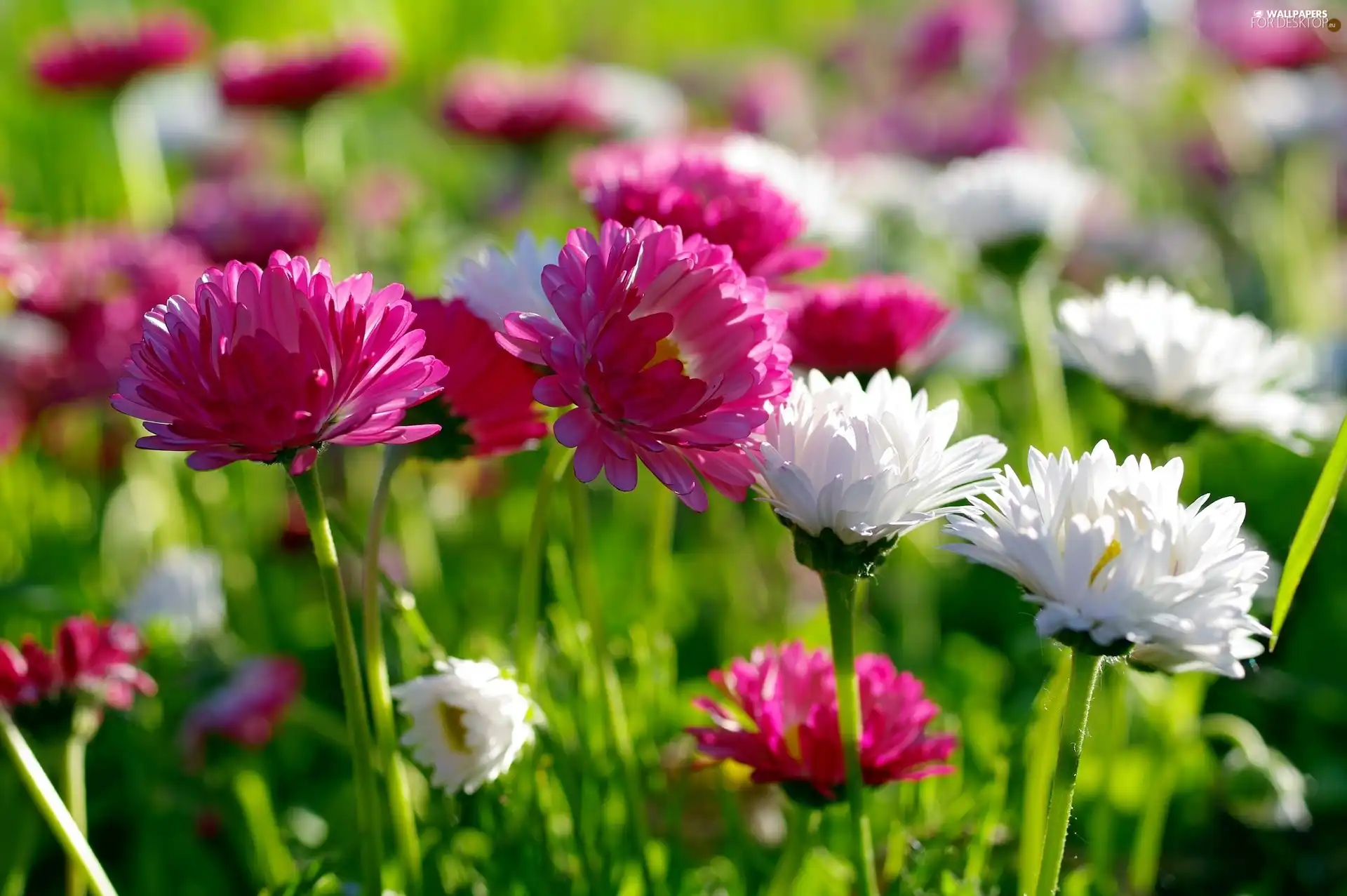 Pink, White, daisies, I