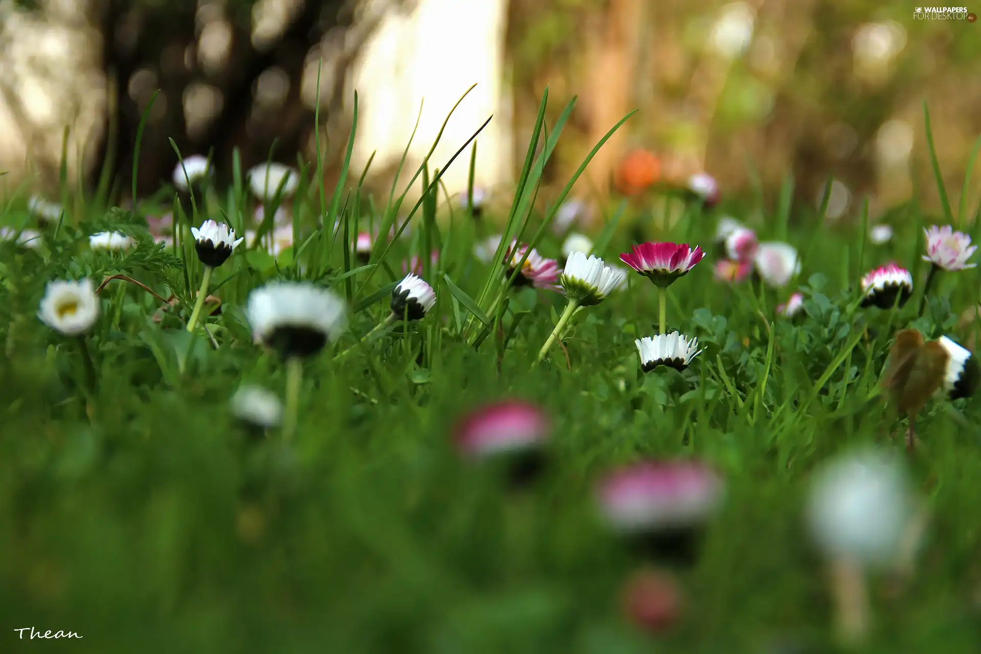 daisies, White, Pink