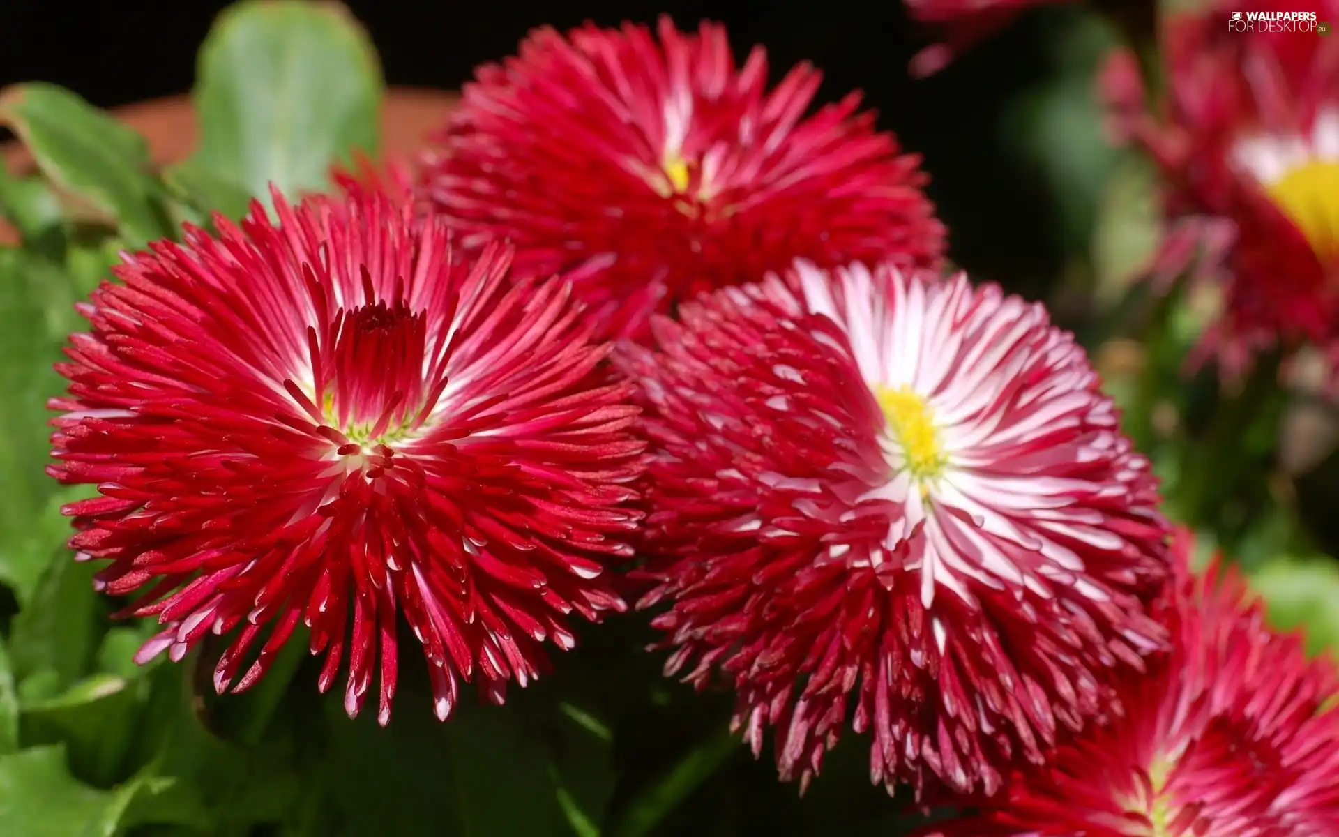 Red, daisies