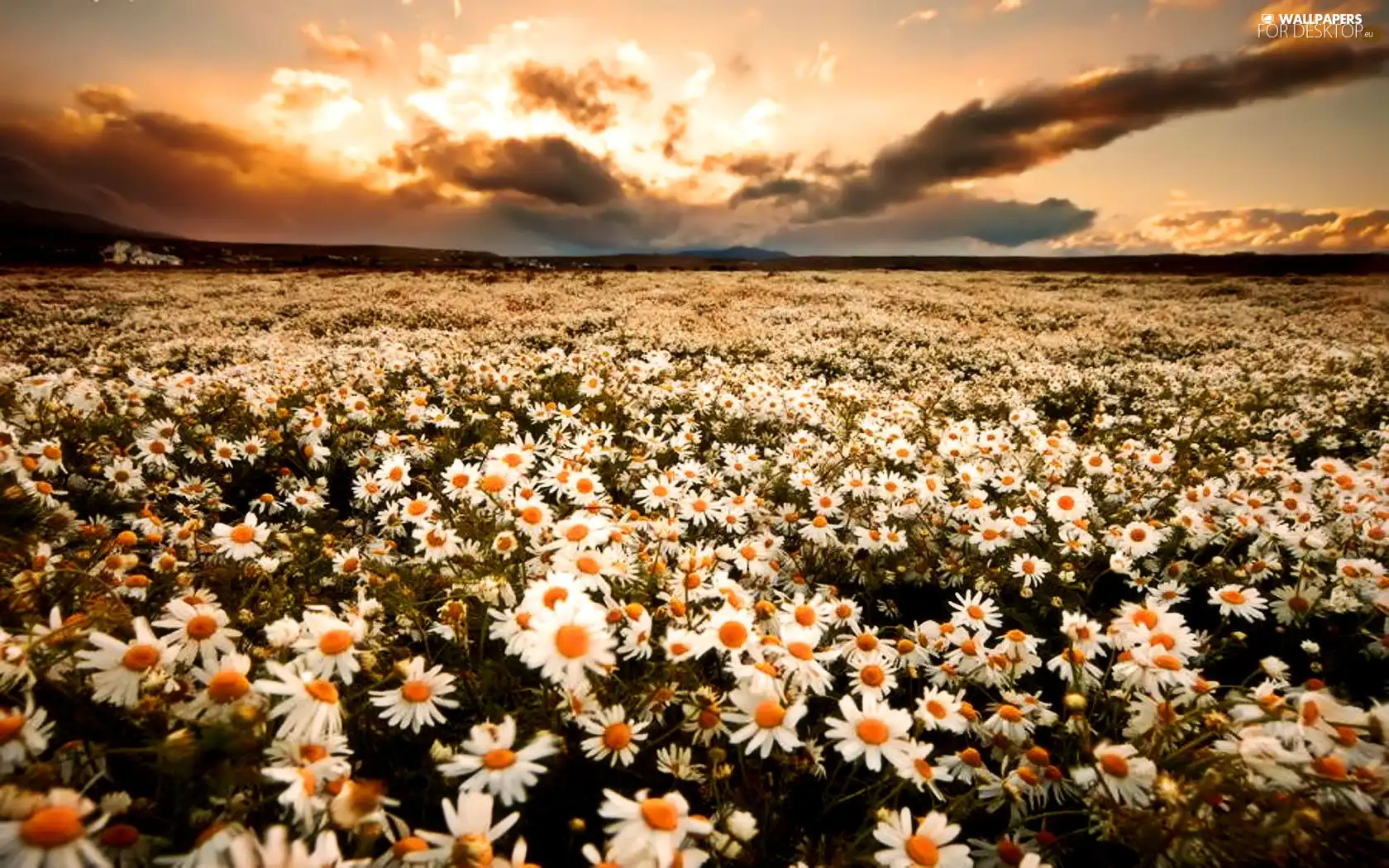 car in the meadow, Daisies