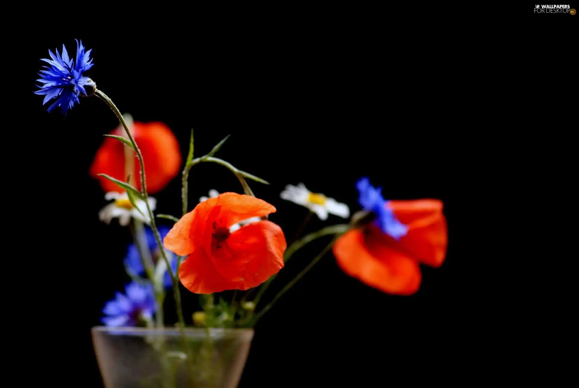Vase, papavers, daisies, cornflowers