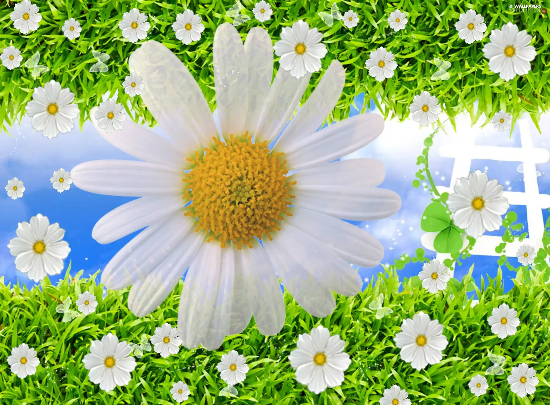 Daisy, grass, White