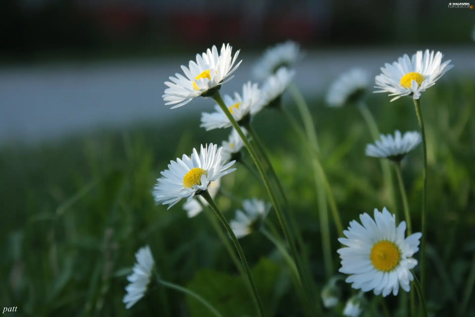 White, daisies