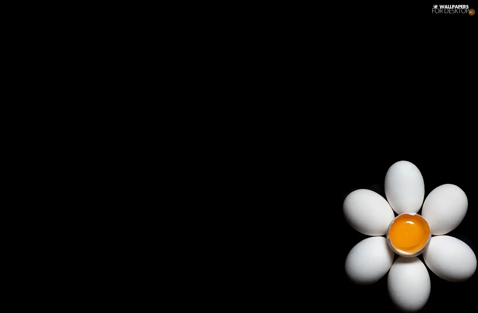egg, daisy