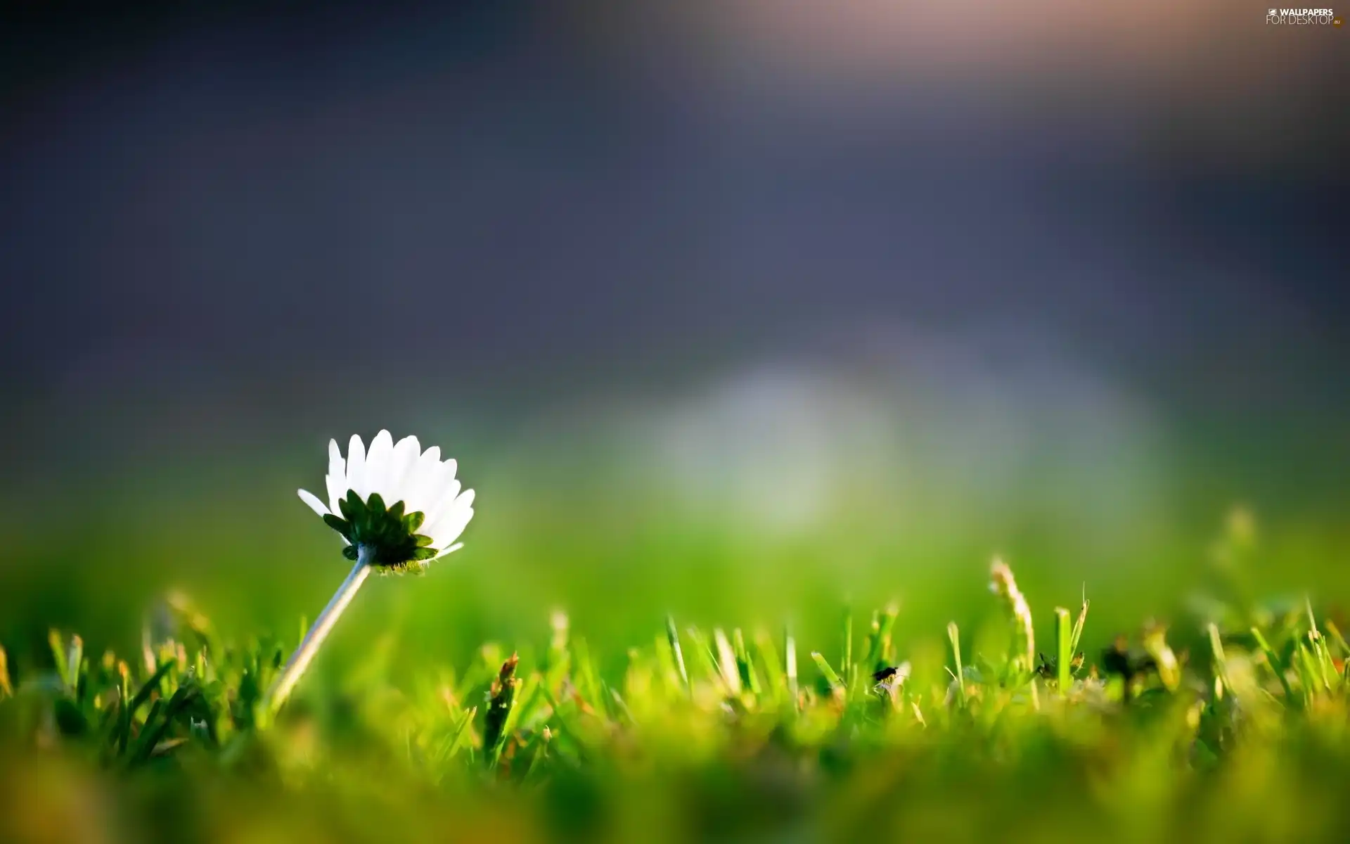 grass, daisy