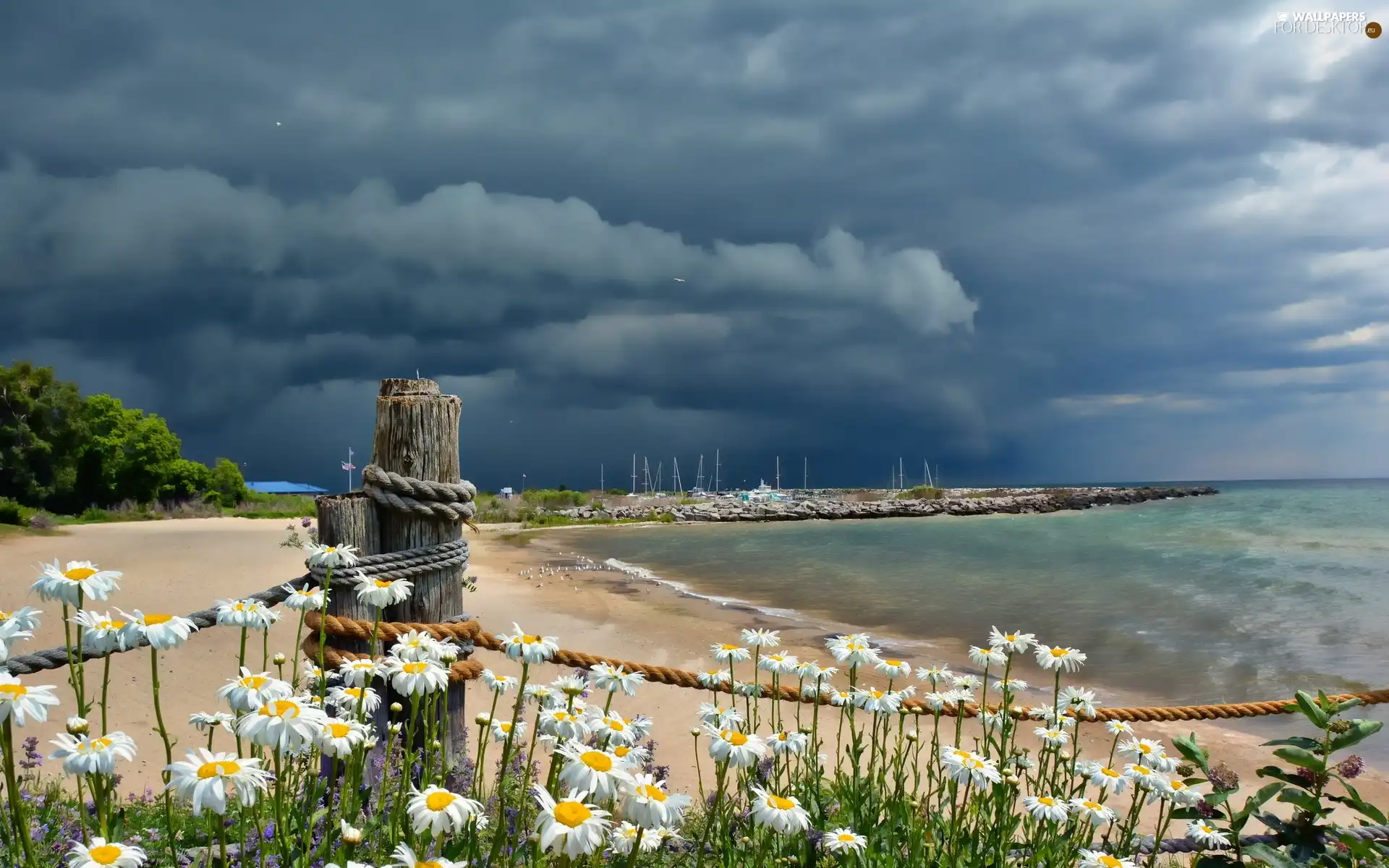 sea, clouds, daisy, dark