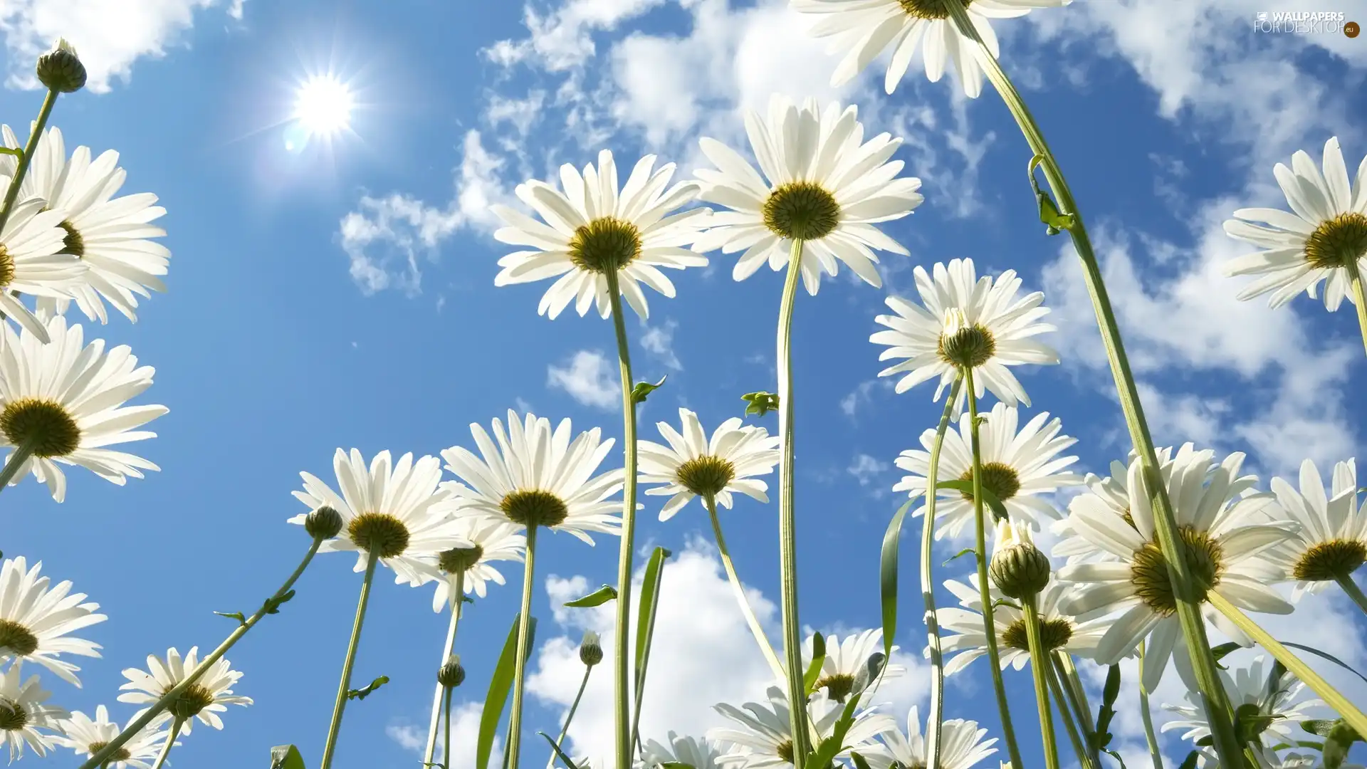 daisy, blue, Sky