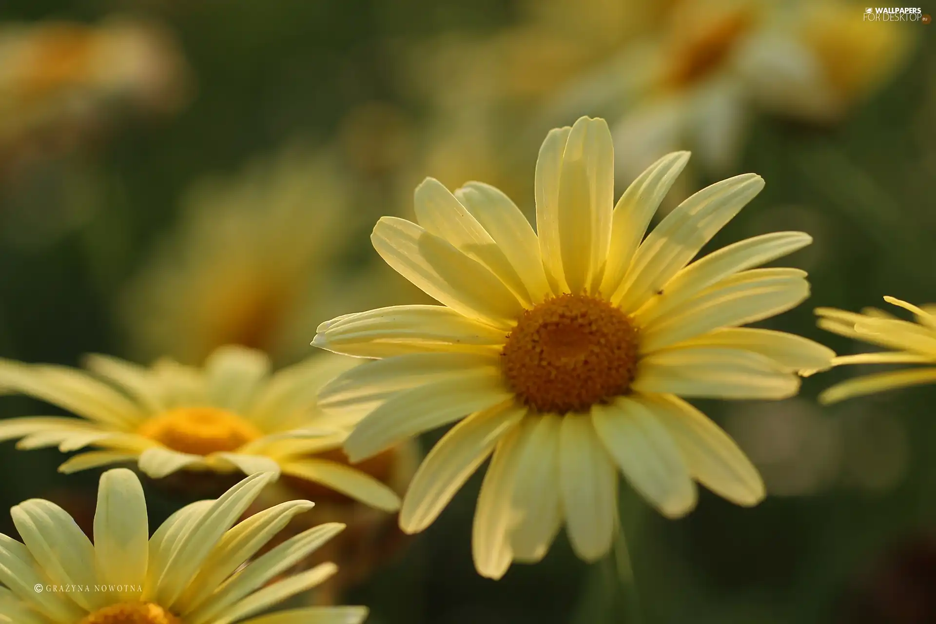 Yellow, daisy