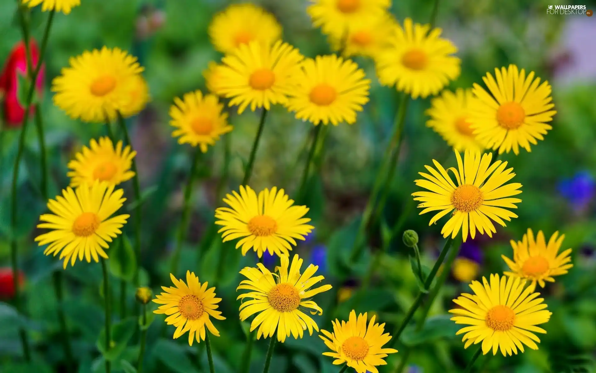 Yellow, daisy