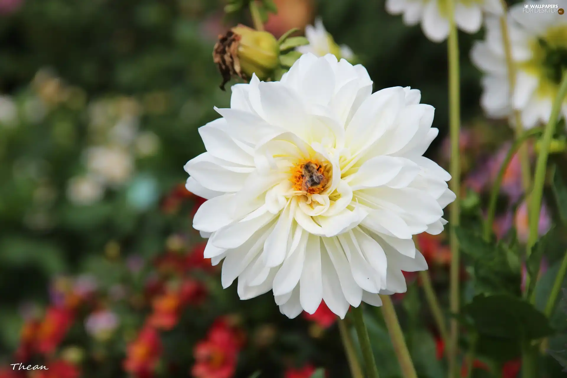 White, Dalia