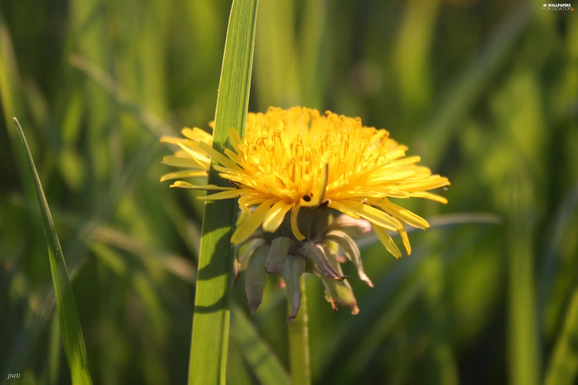 Yellow, grass, dandelion, Colourfull Flowers