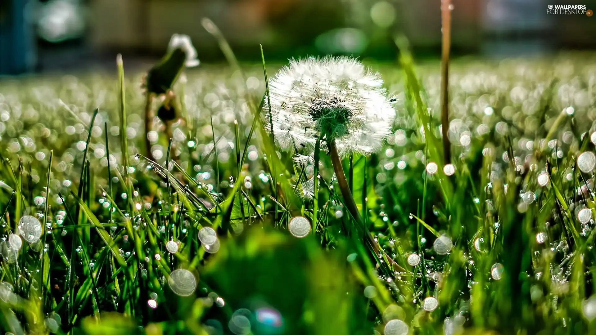 grass, dandelion