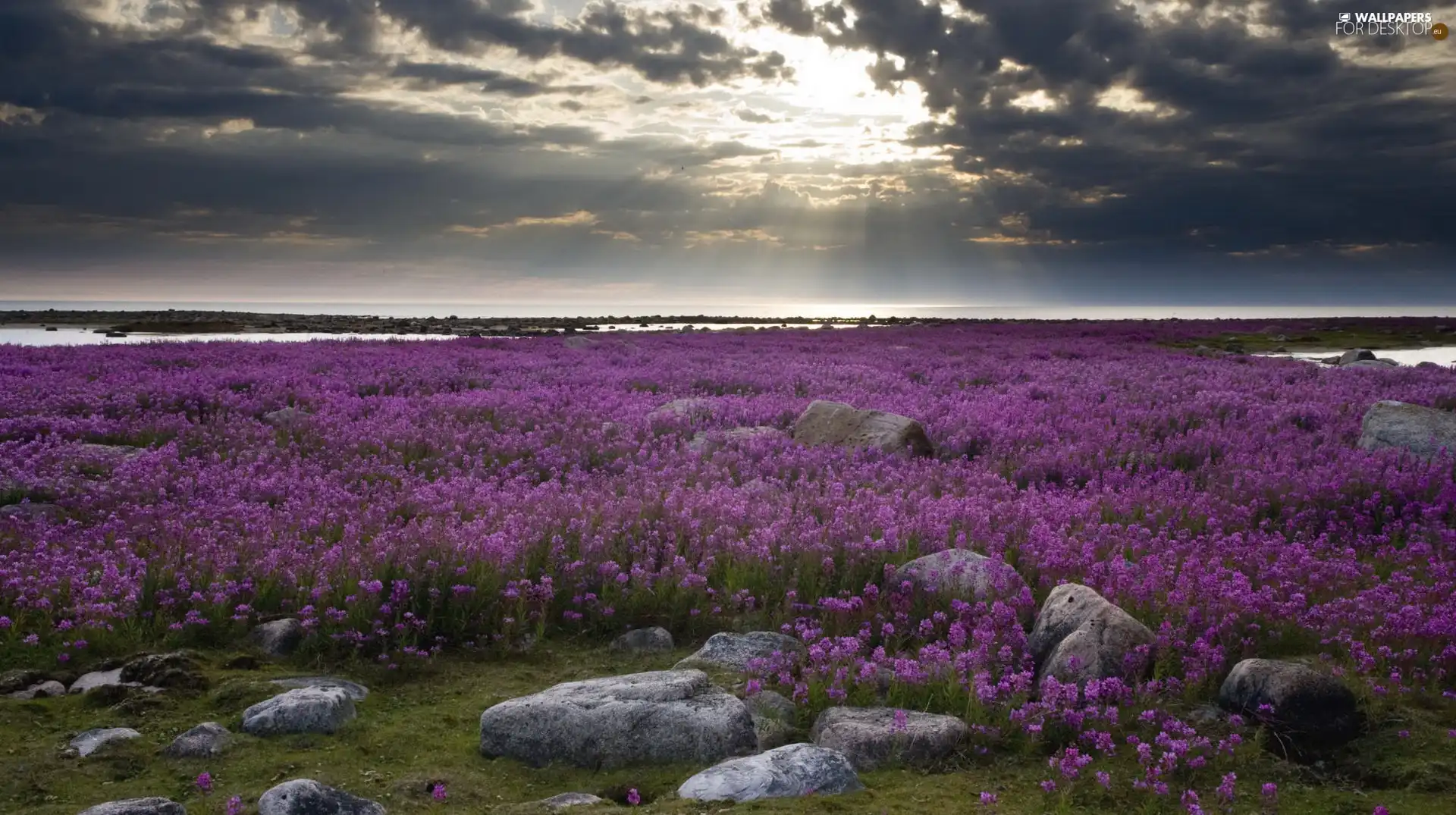 dark, clouds, purple, Flowers, Meadow