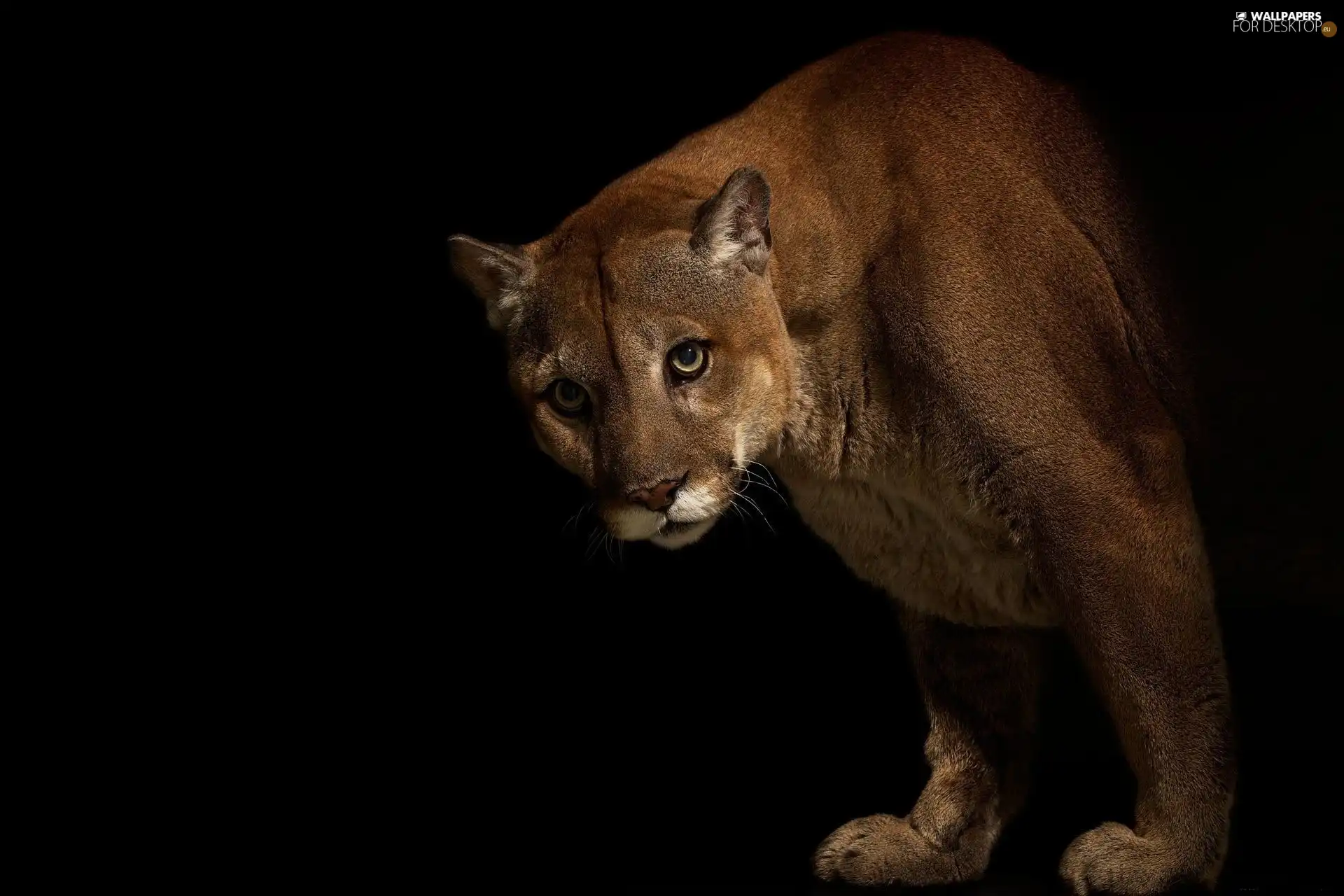 cougar, darkness