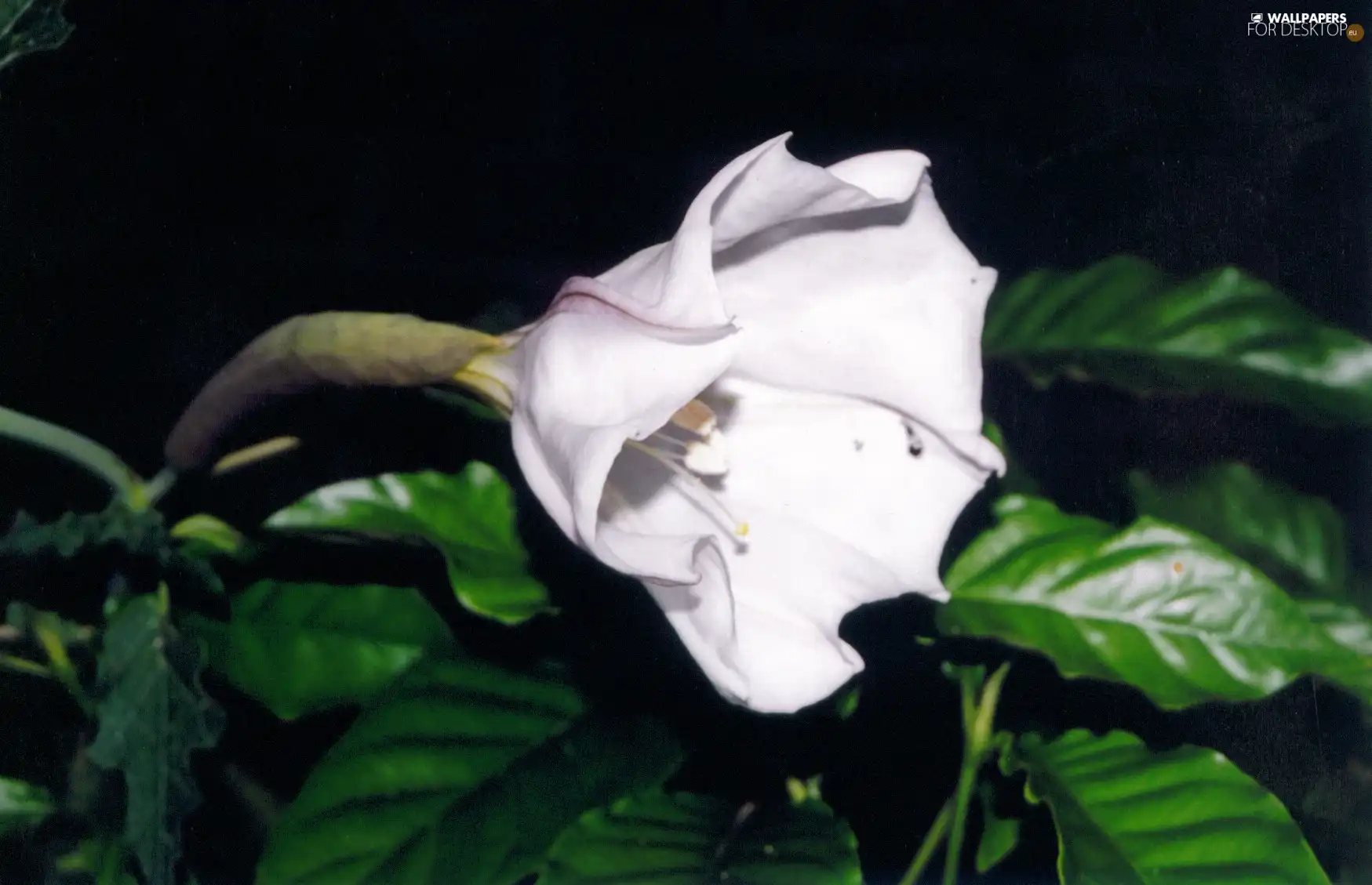 white, Colourfull Flowers, Datura