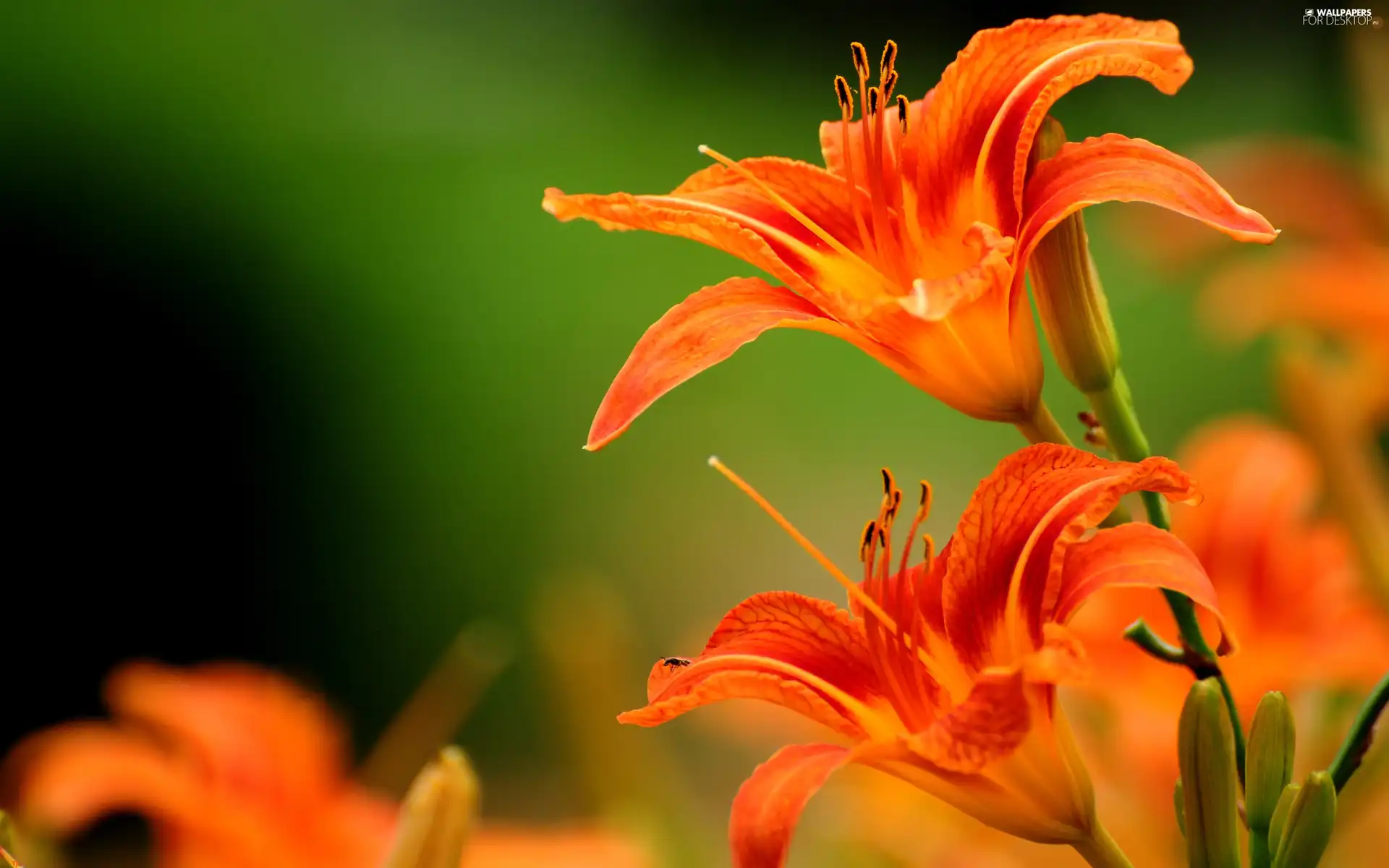 Daylilies, Orange, Flowers