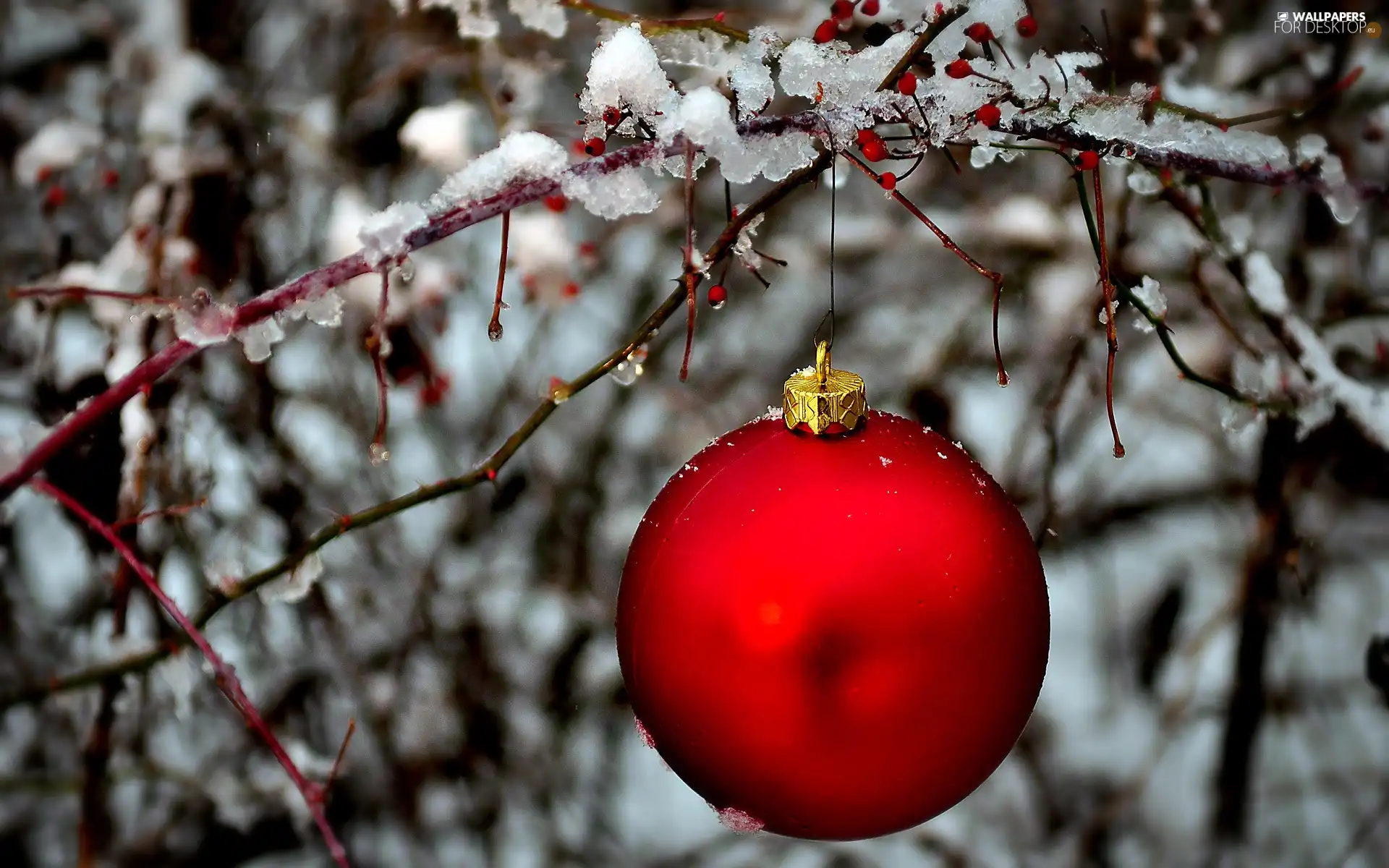 viewes, branch, festively decorated, winter, bauble, trees