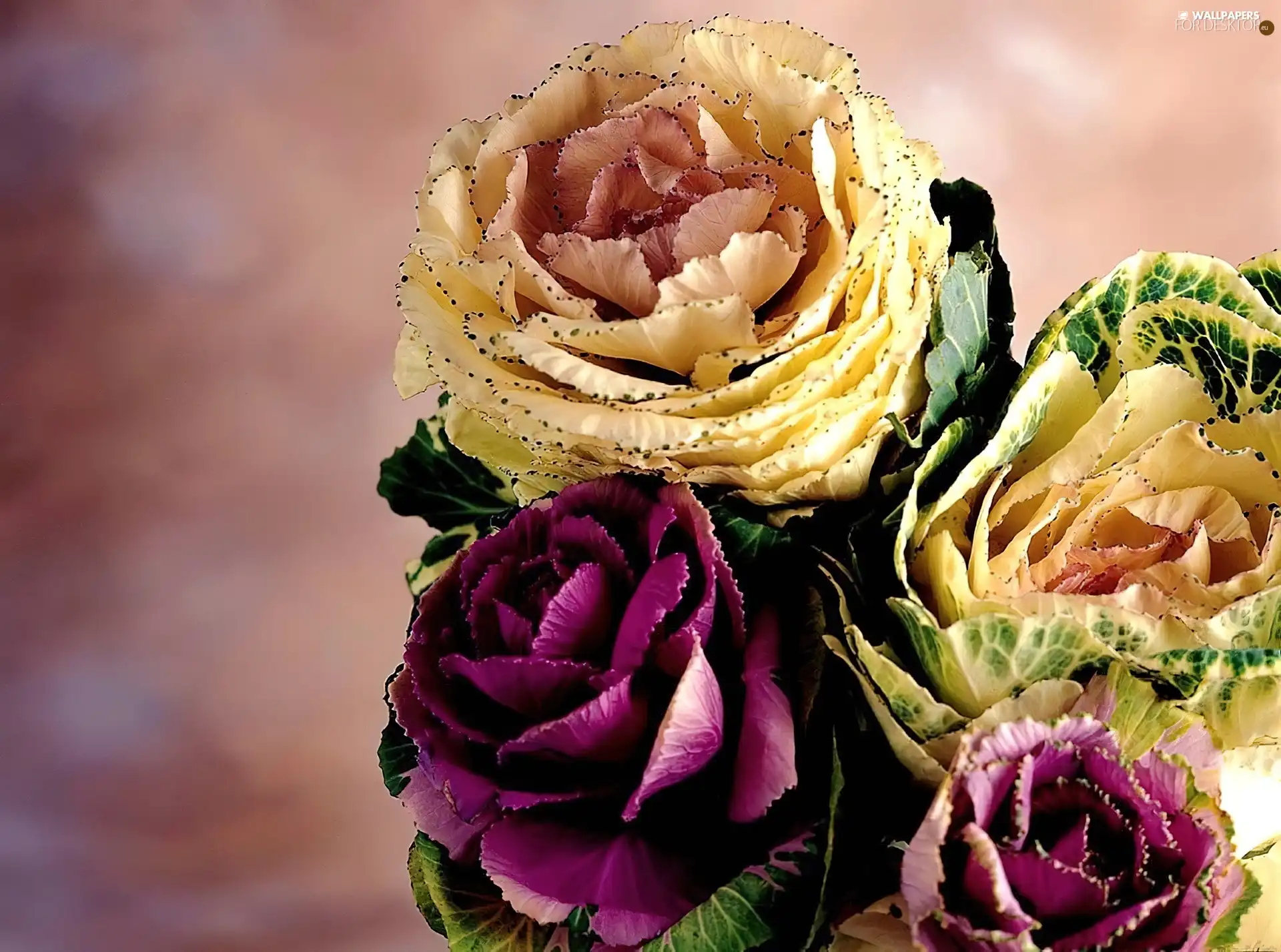 sprouts, Colourfull Flowers, decorative