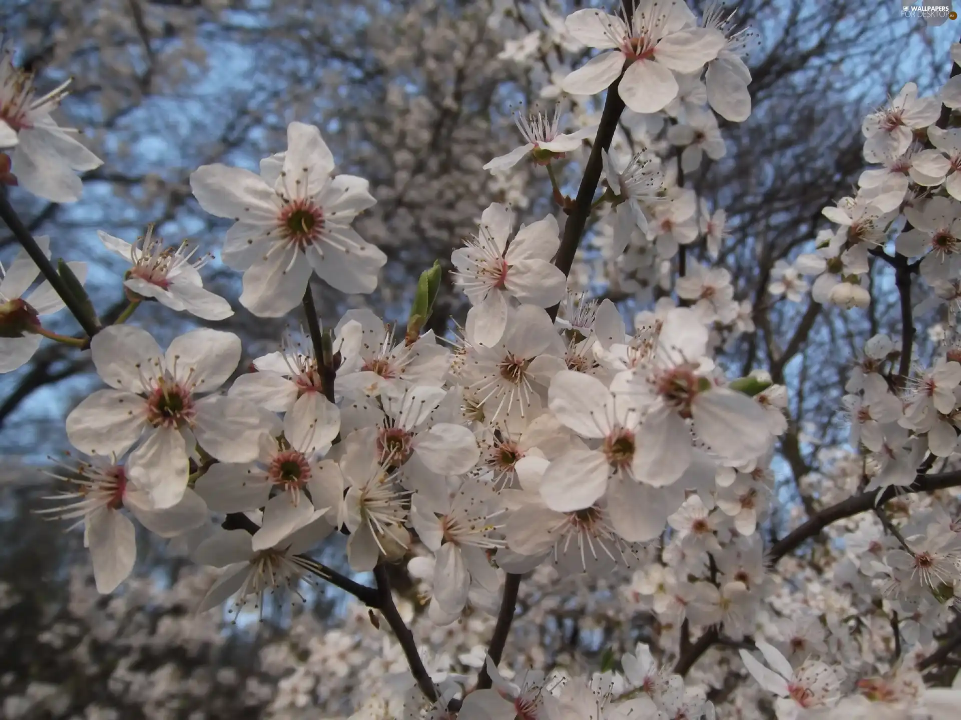 decorative, Flowers, Plums