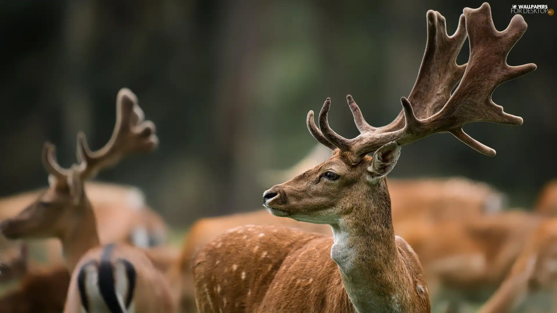 antlers, Fallow Deer, deer