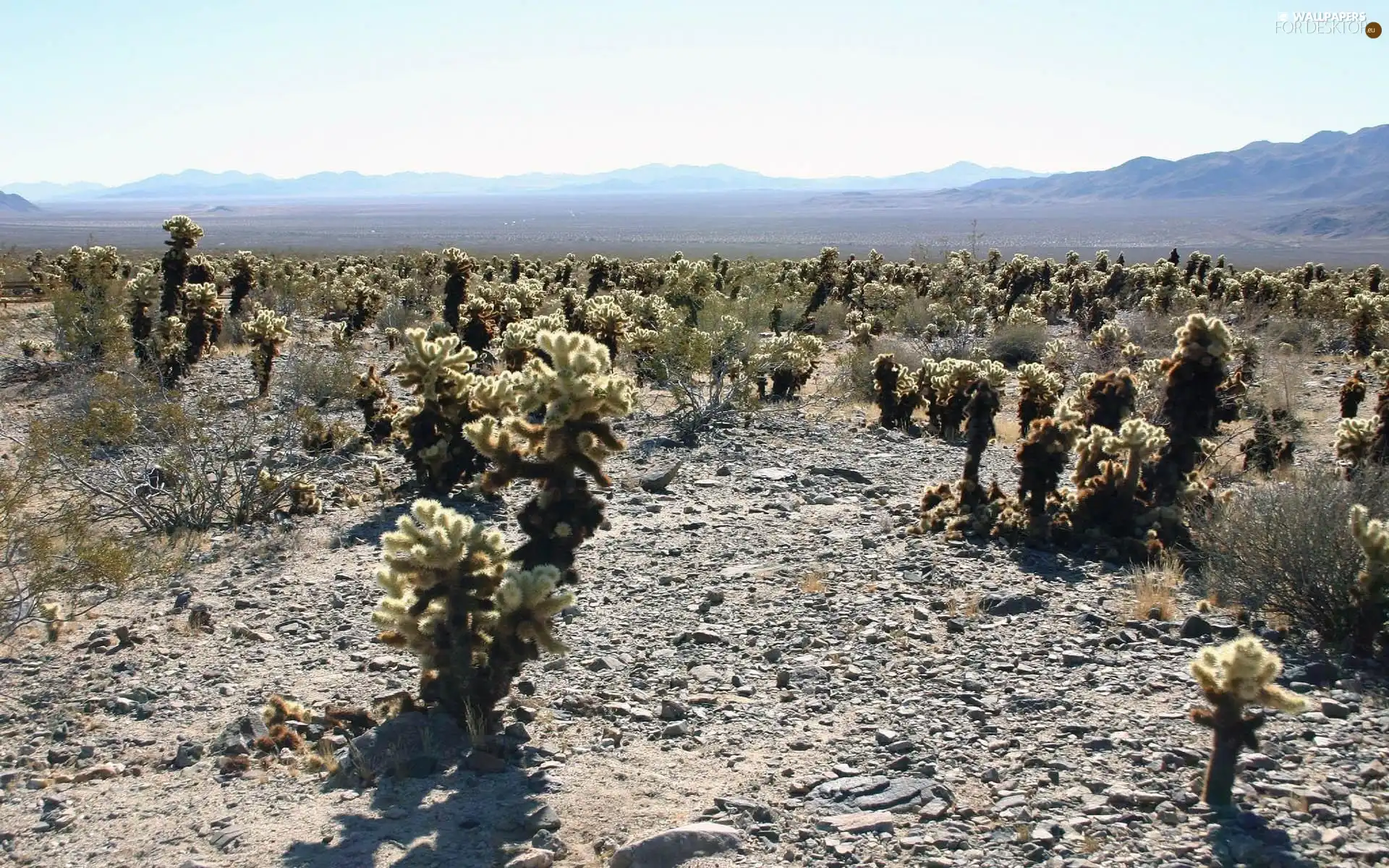 VEGETATION, Desert