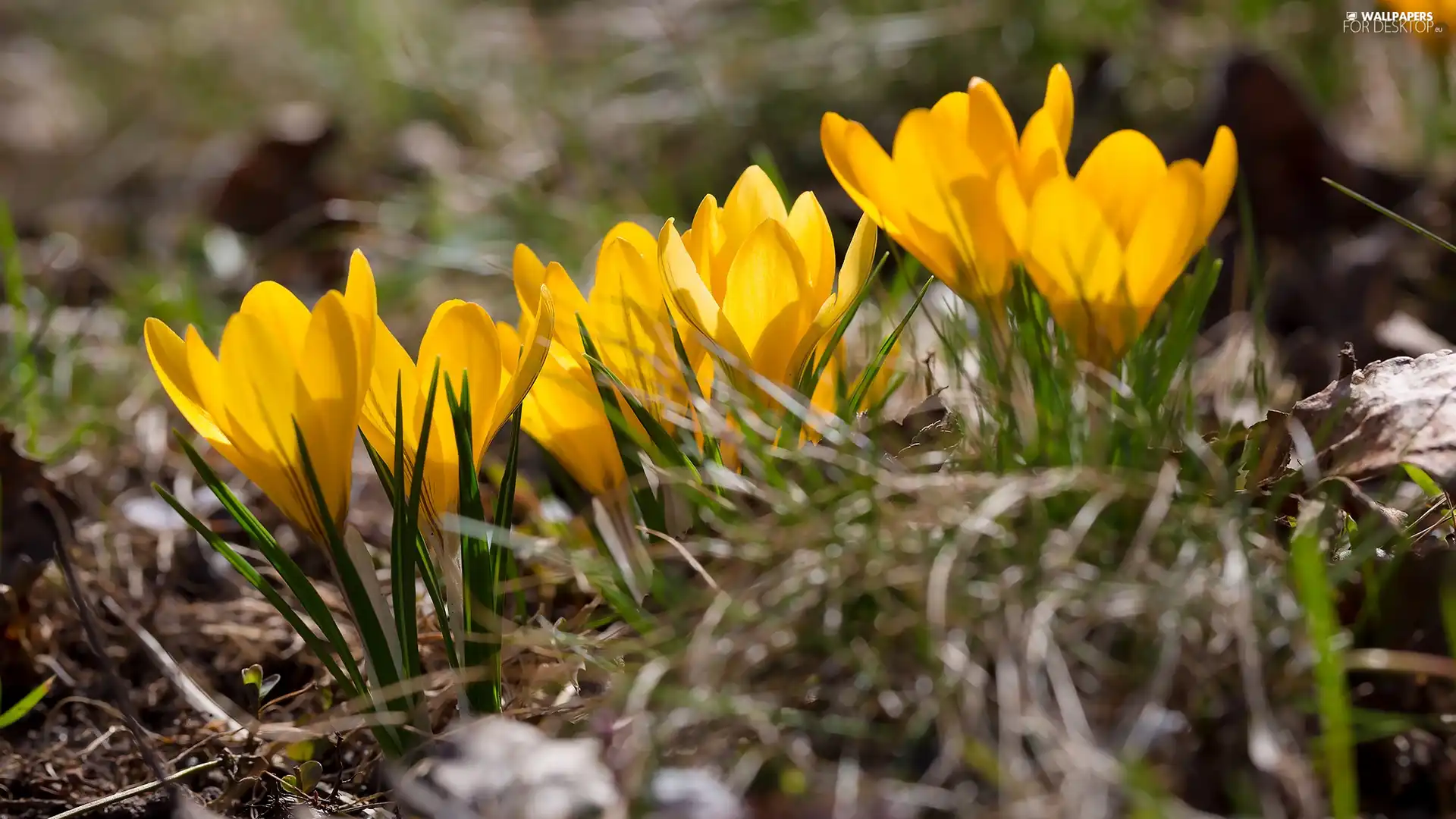 crocuses, Yellow, Flowers, developed